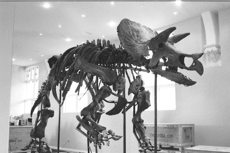 Triceratops Skeleton | Dinosaur Bones 7