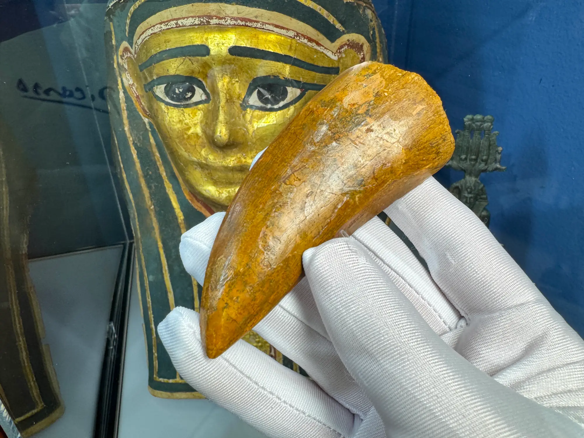 "African T-Rex Tooth" Carcharodontos Tooth 2