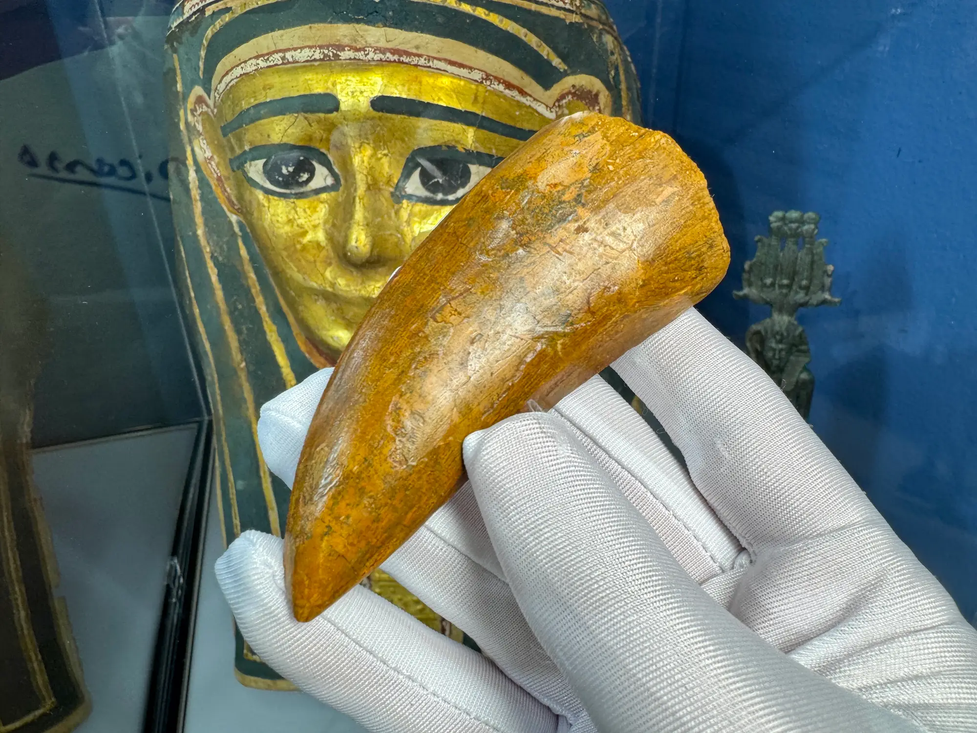 "African T-Rex Tooth" Carcharodontos Tooth 3