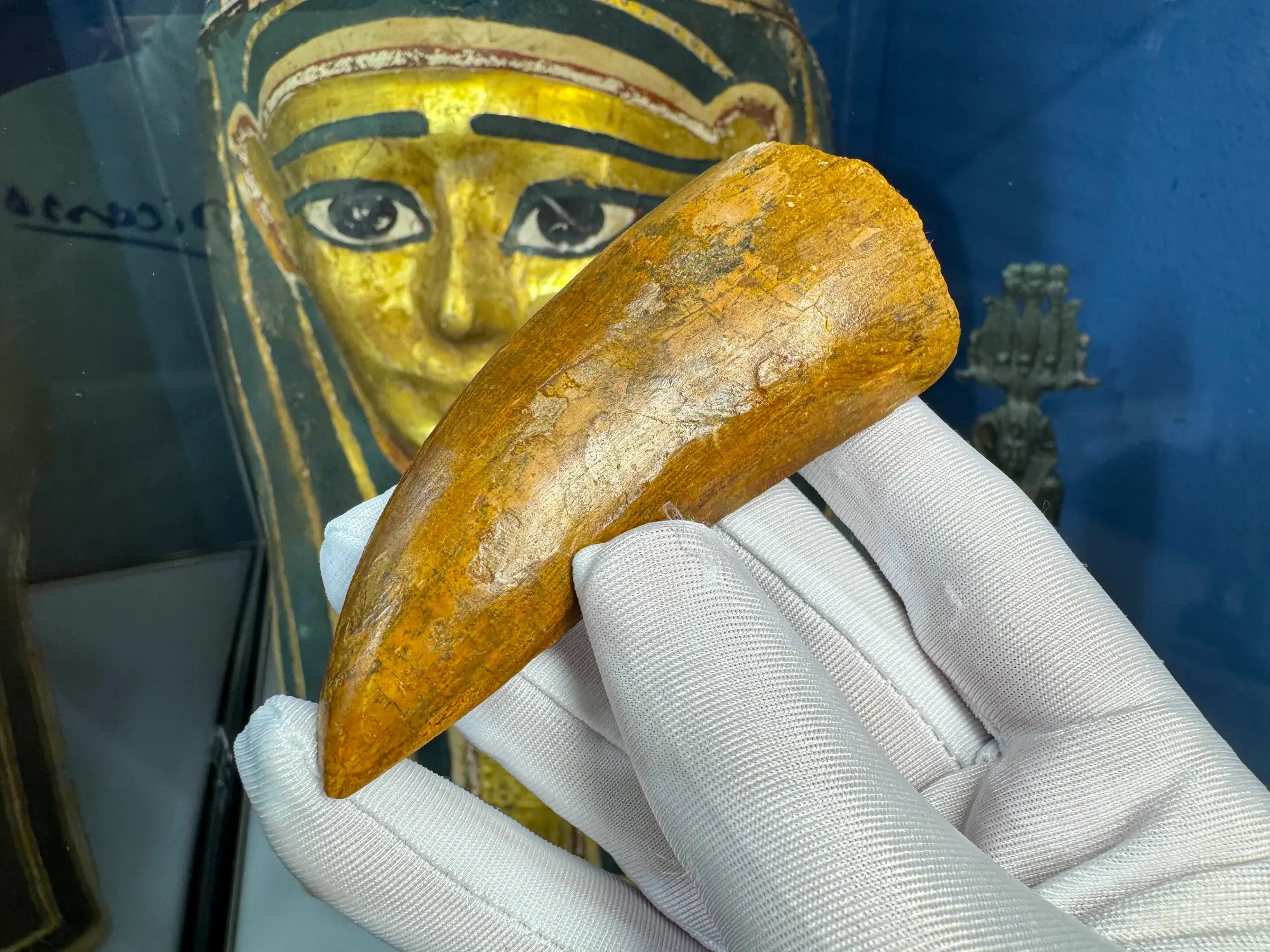 "African T-Rex Tooth" Carcharodontos Tooth 4