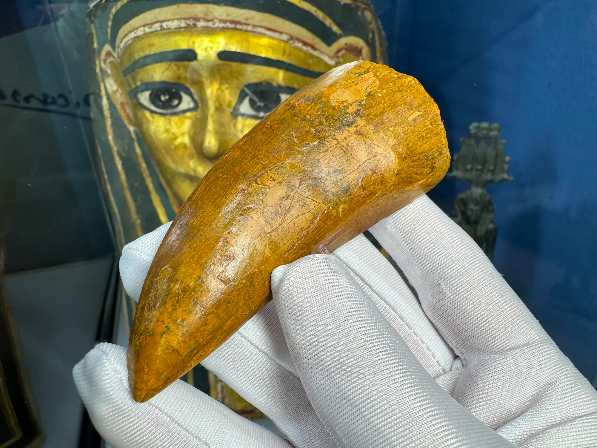 "African T-Rex Tooth" Carcharodontos Tooth 5