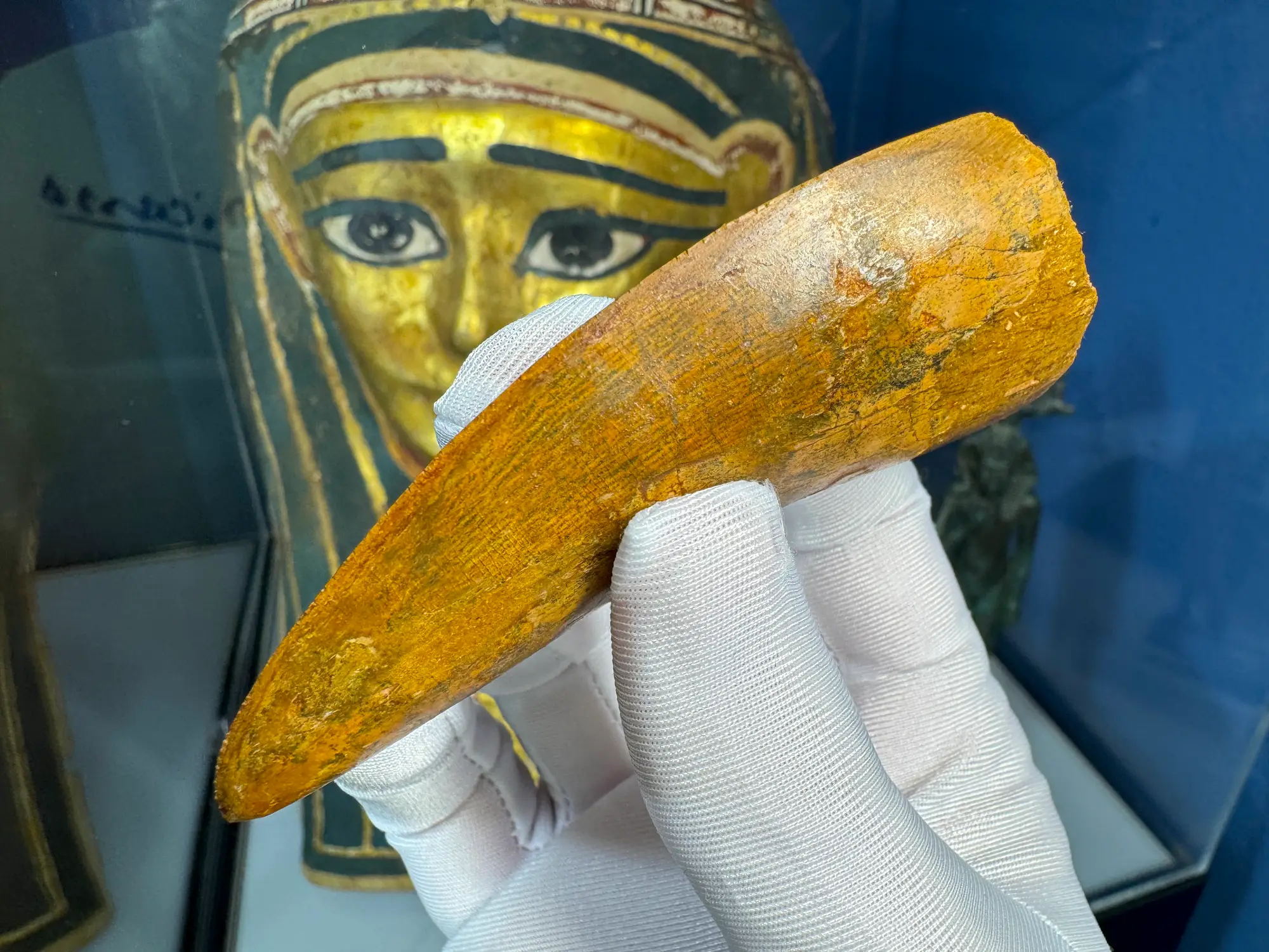 "African T-Rex Tooth" Carcharodontos Tooth 7