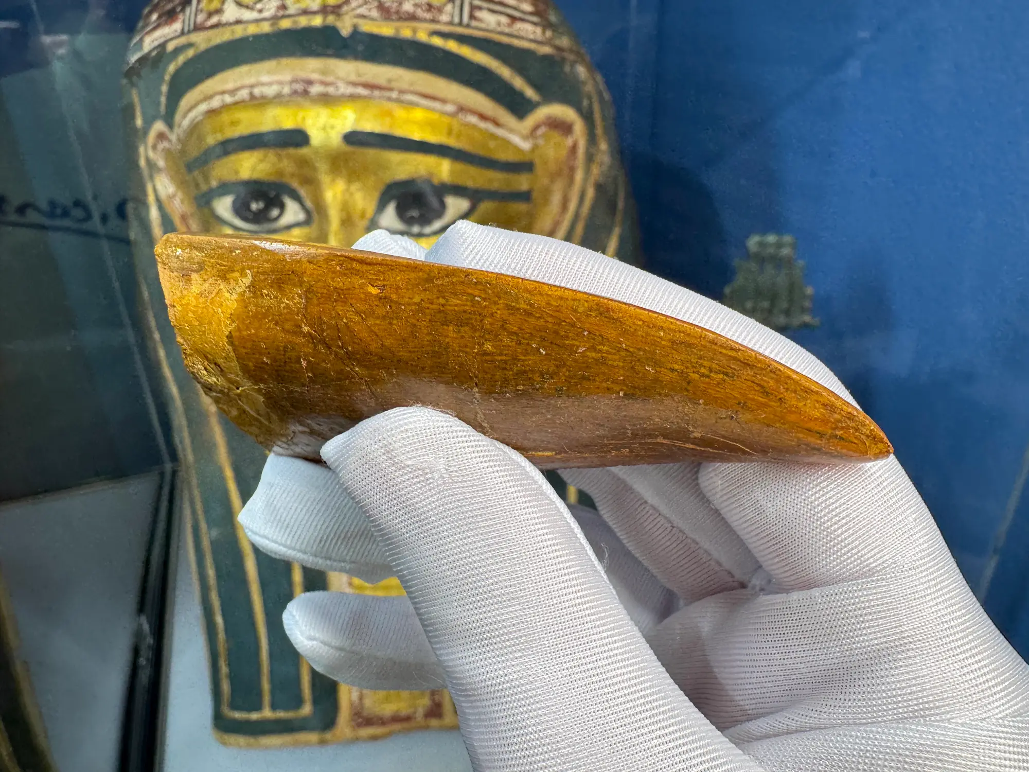 "African T-Rex Tooth" Carcharodontos Tooth 8