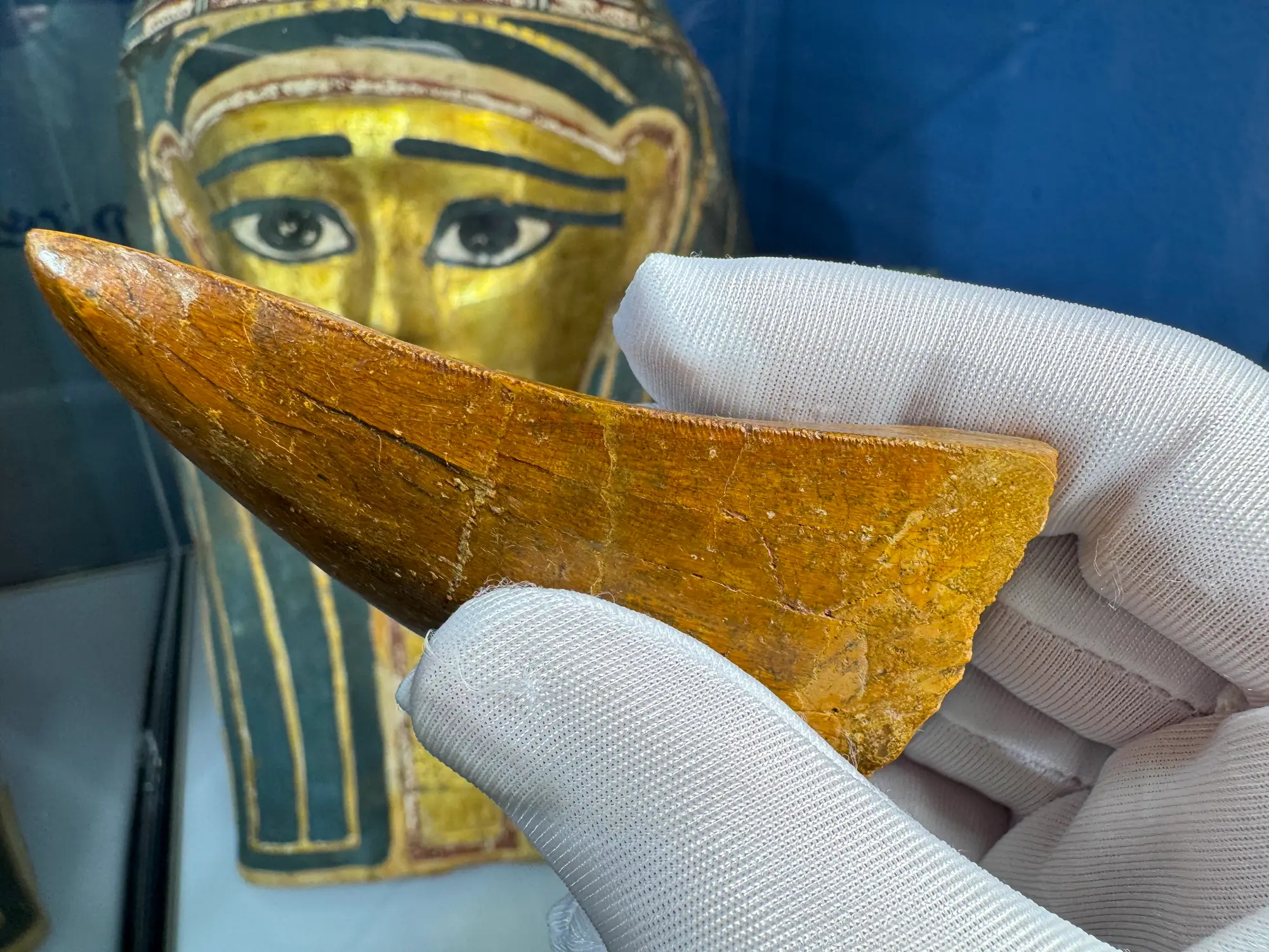 "African T-Rex Tooth" Carcharodontos Tooth 11