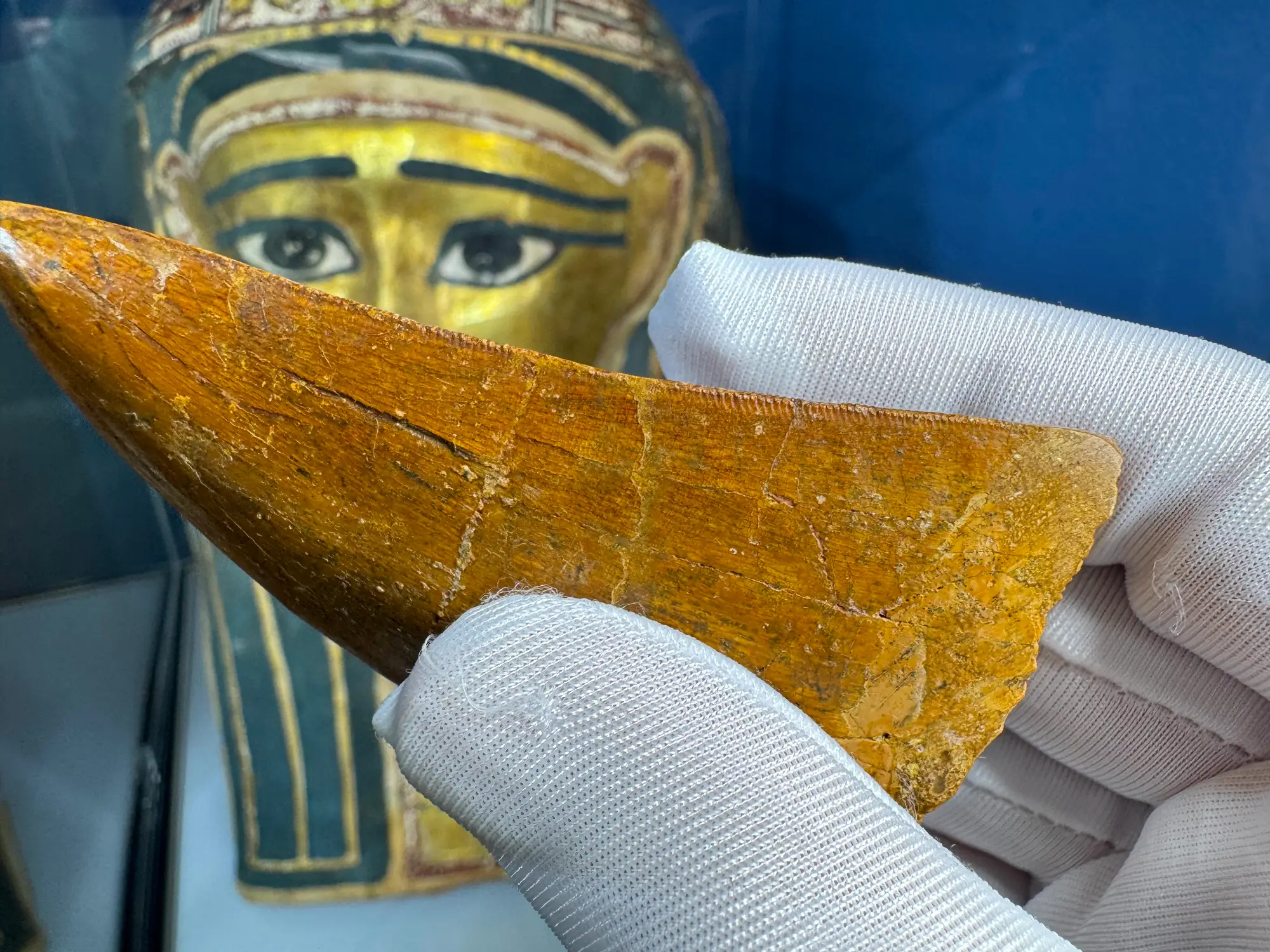 "African T-Rex Tooth" Carcharodontos Tooth 12