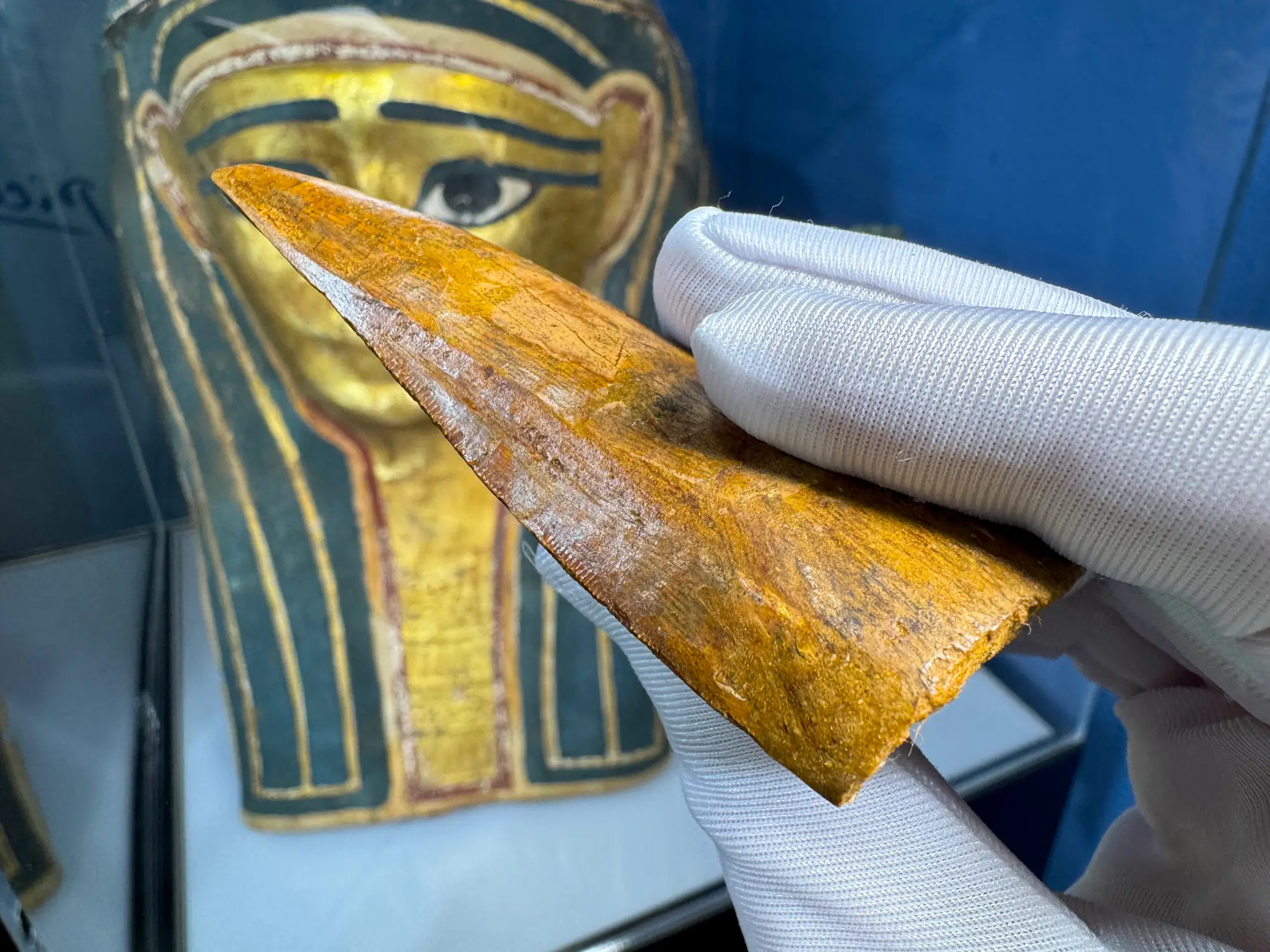 "African T-Rex Tooth" Carcharodontos Tooth 13