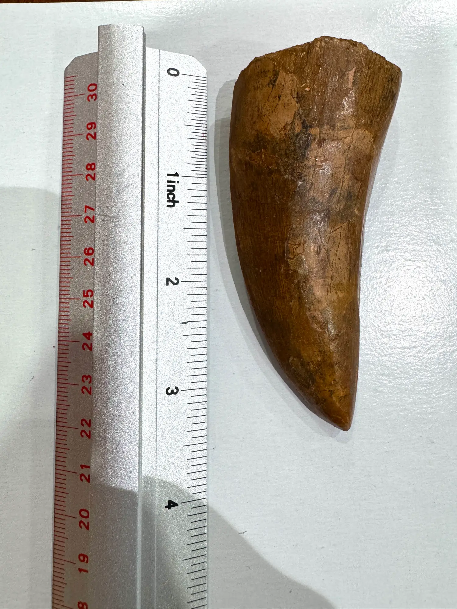 "African T-Rex Tooth" Carcharodontos Tooth 14