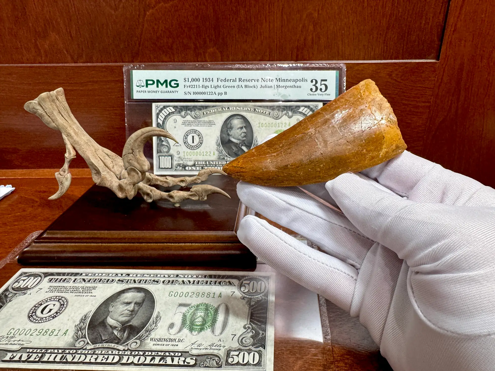 "African T-Rex Tooth" Carcharodontos Tooth 15