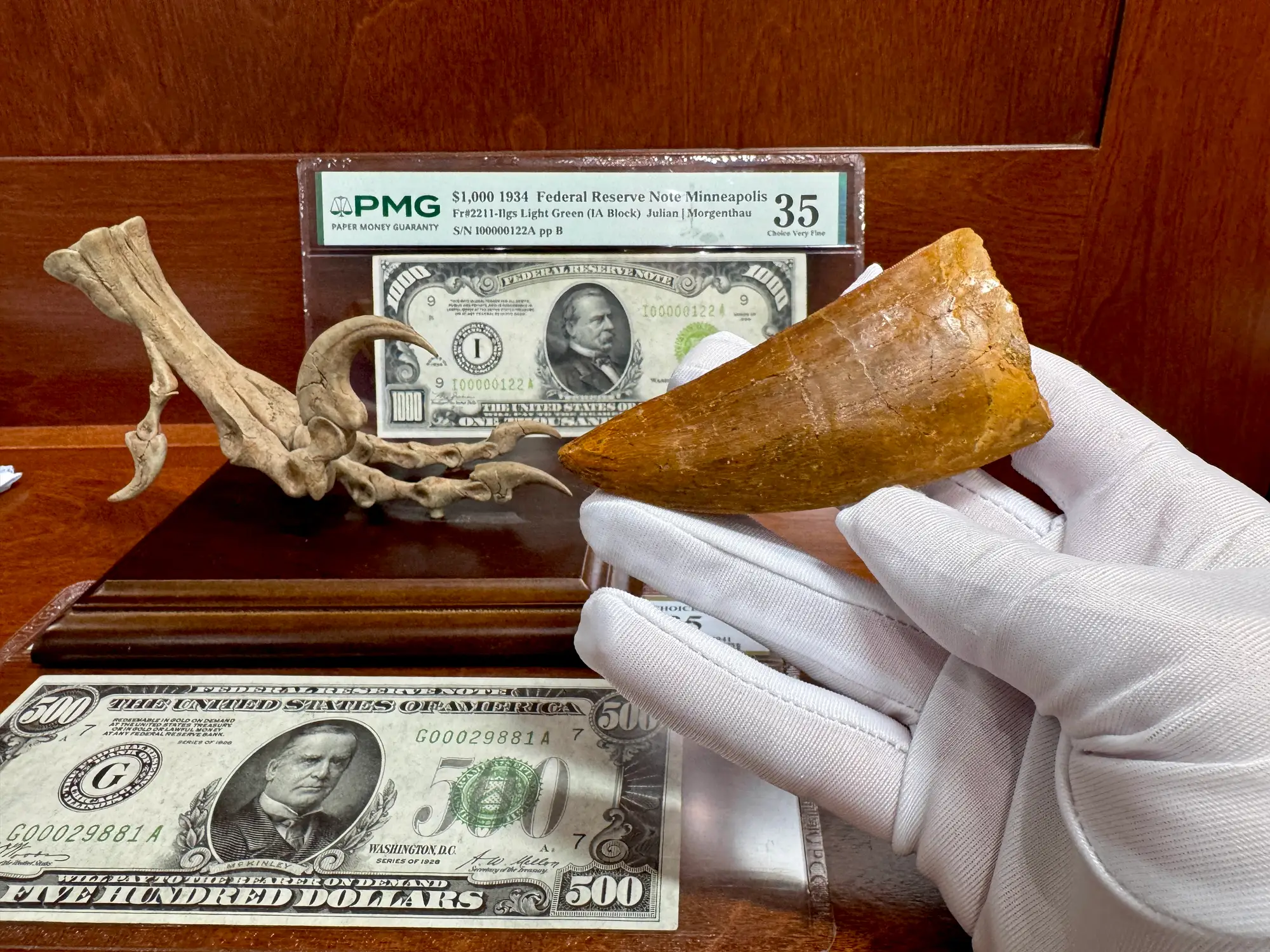 "African T-Rex Tooth" Carcharodontos Tooth 16