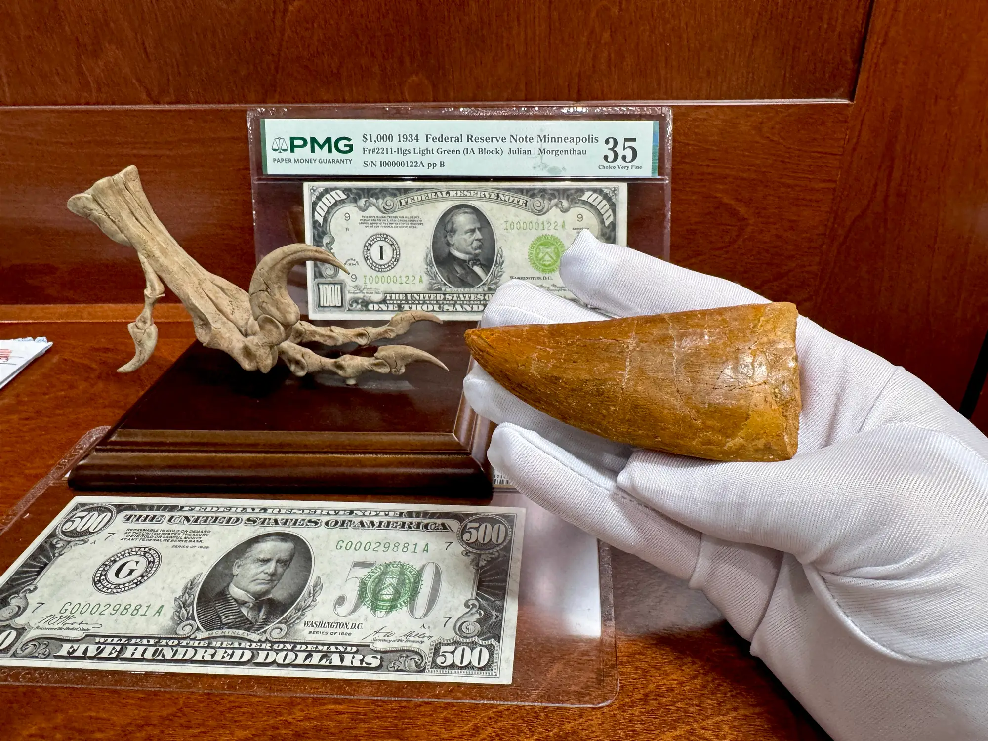 "African T-Rex Tooth" Carcharodontos Tooth 17