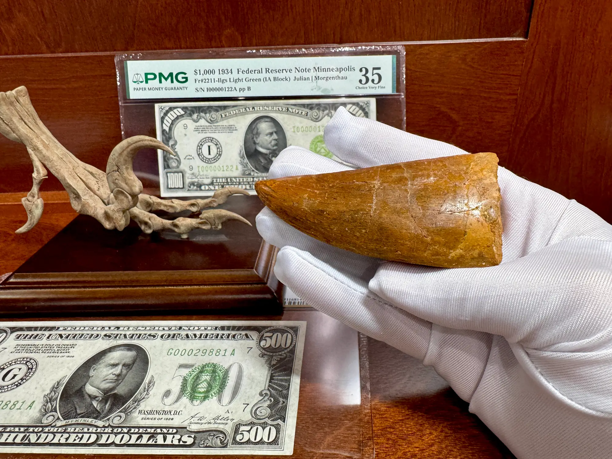 "African T-Rex Tooth" Carcharodontos Tooth 18