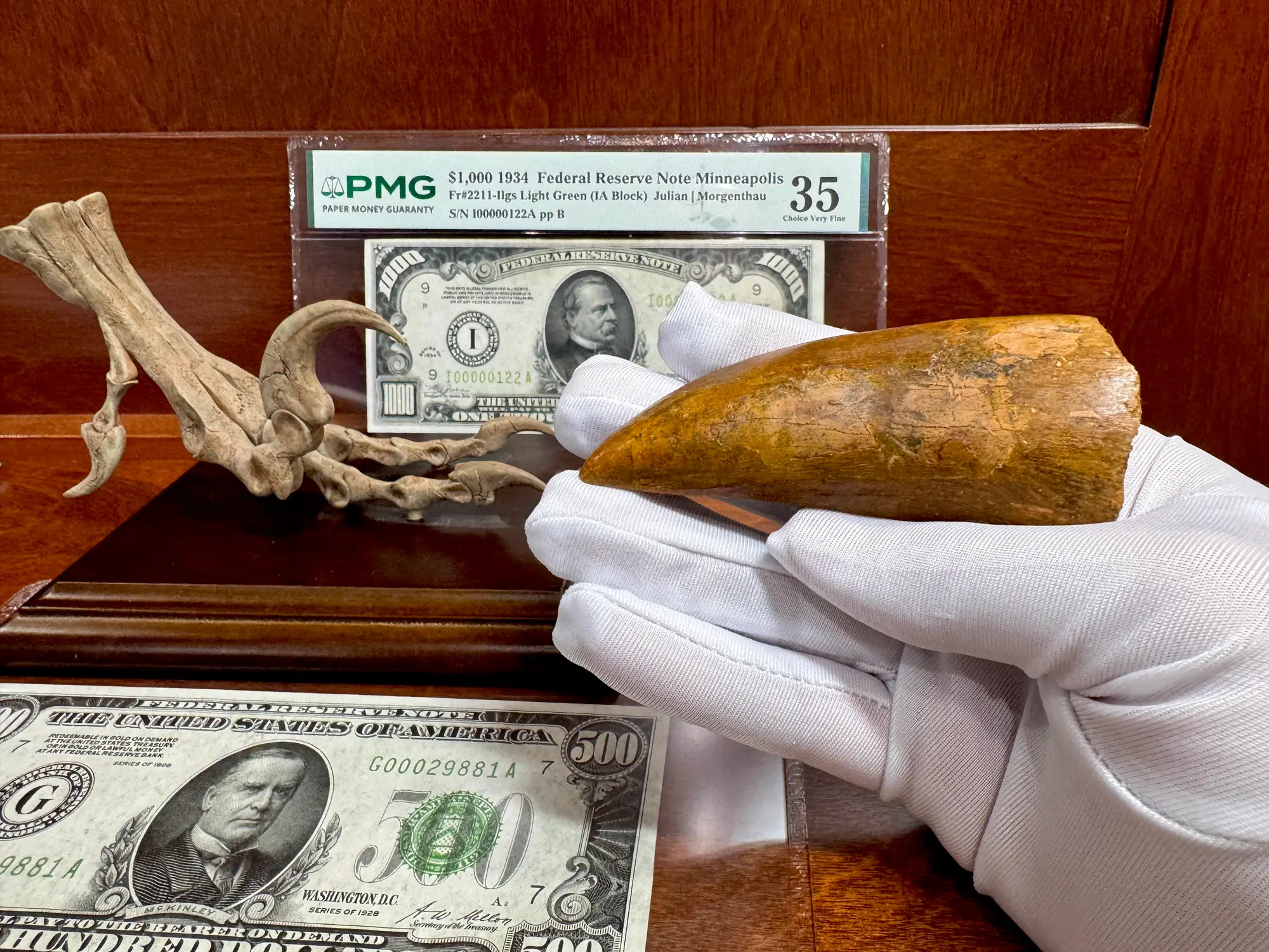 "African T-Rex Tooth" Carcharodontos Tooth 19