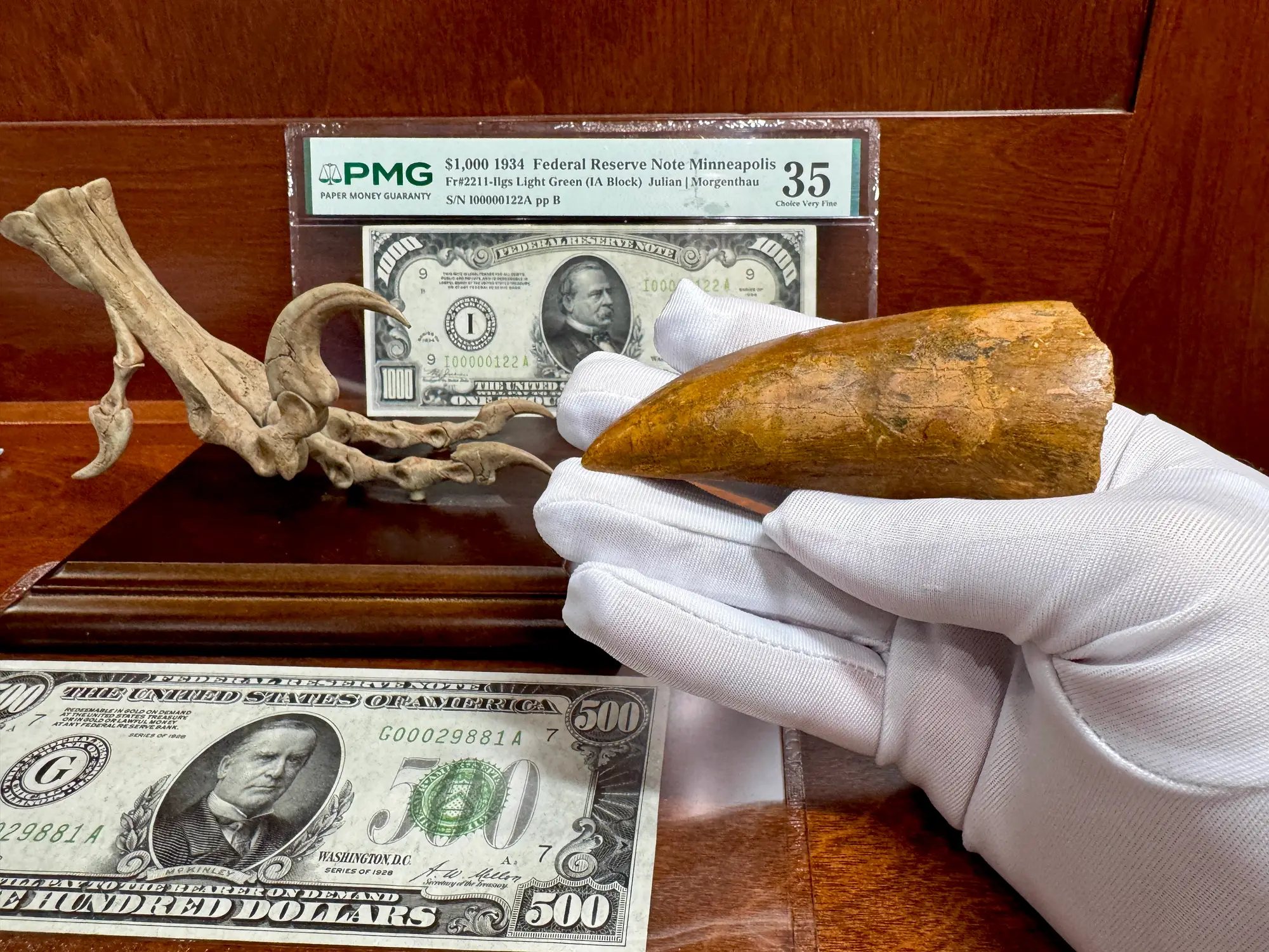 "African T-Rex Tooth" Carcharodontos Tooth 20