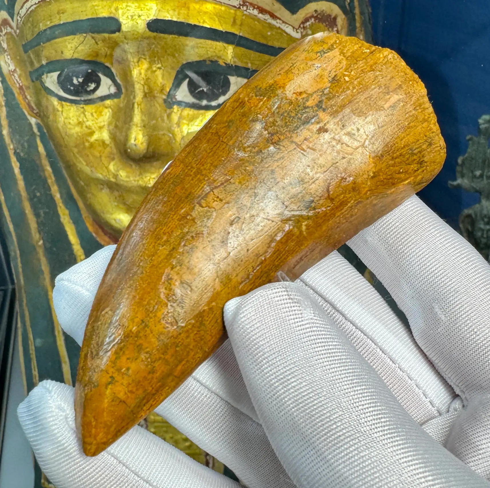 "African T-Rex Tooth" Carcharodontos Tooth