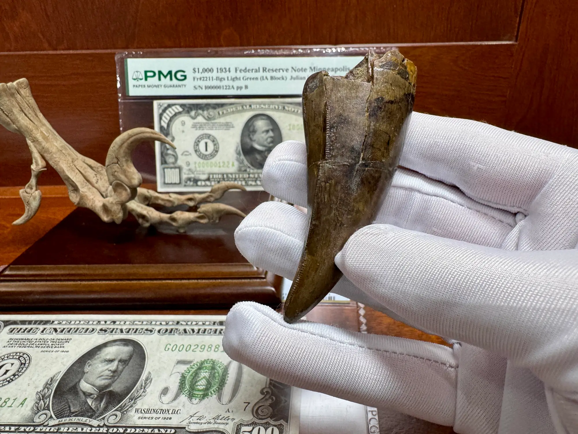 Pete Larson Authentic T-Rex Tooth Tyrannosaurus Rex *Restorations* 14