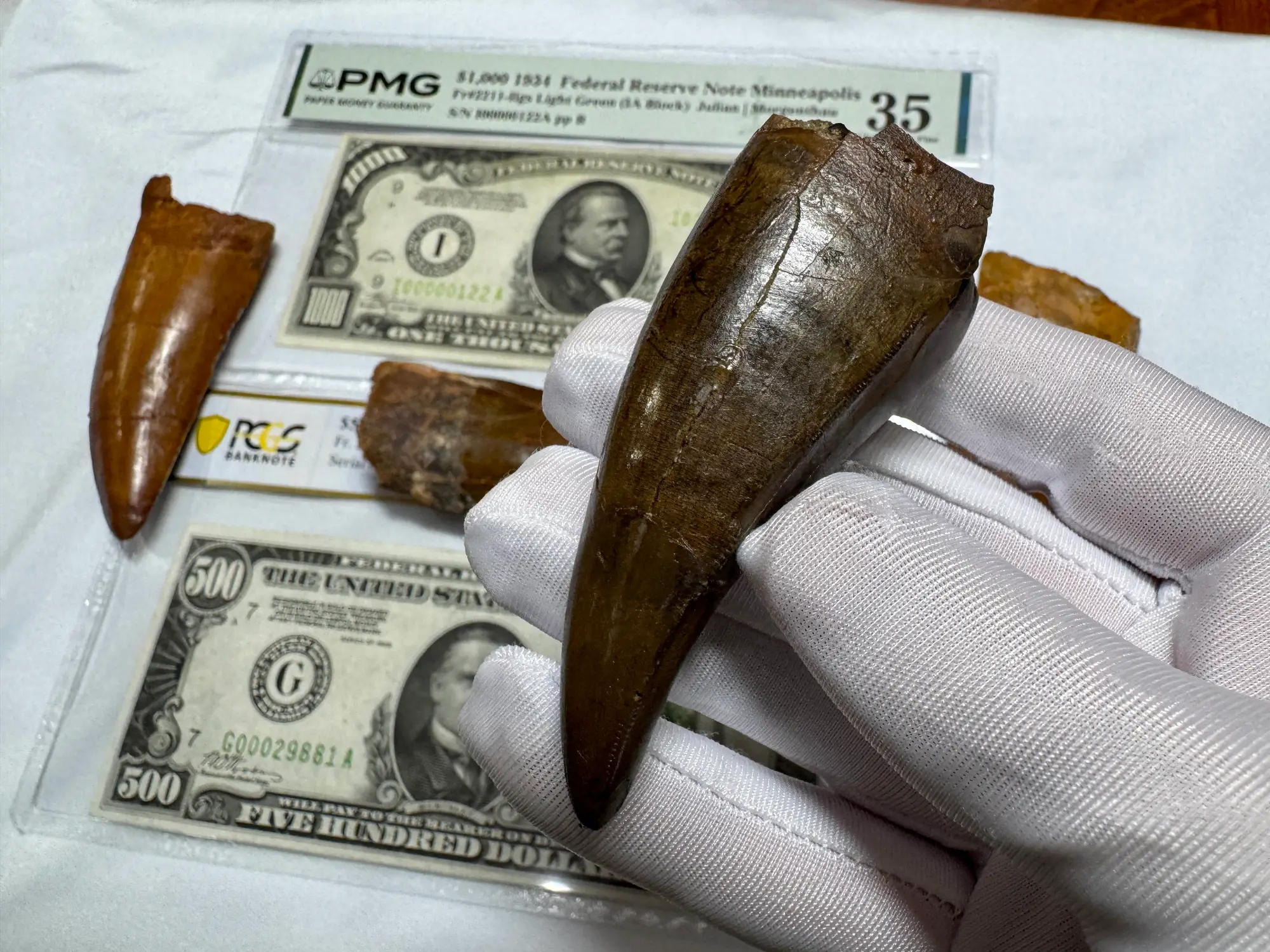 Pete Larson Authentic T-Rex Tooth Tyrannosaurus Rex *Restorations* 18