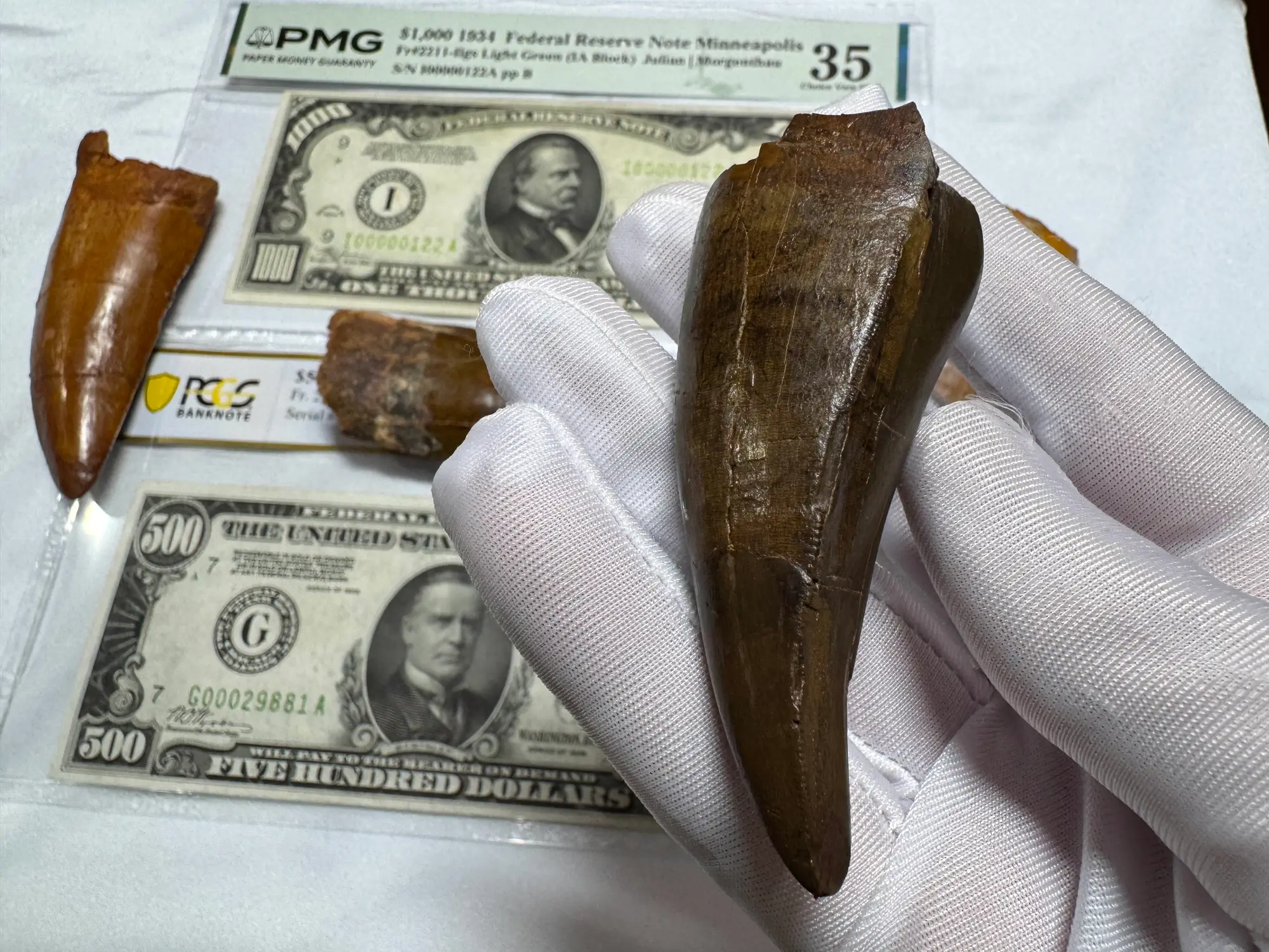 Pete Larson Authentic T-Rex Tooth Tyrannosaurus Rex *Restorations* 19