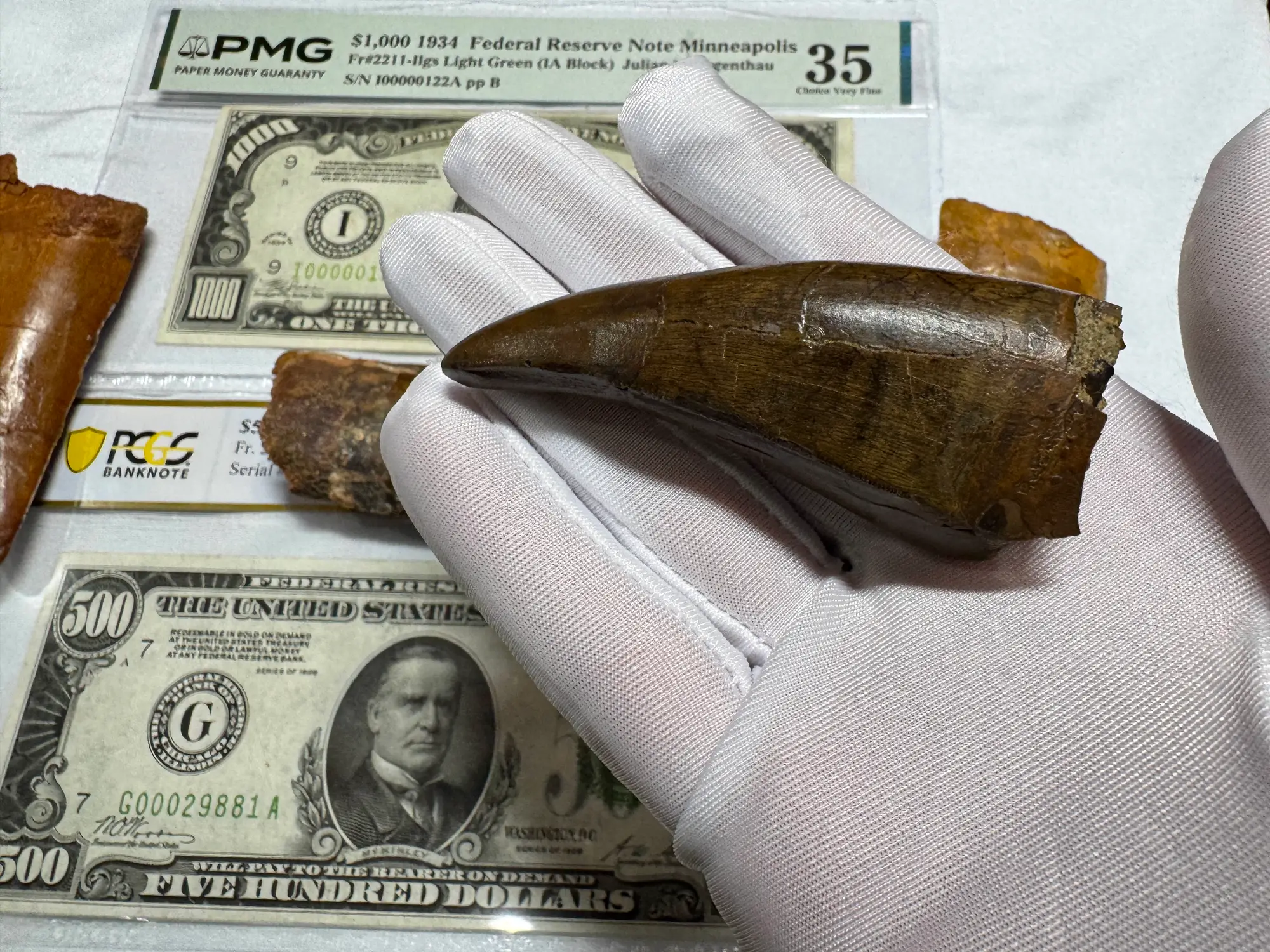 Pete Larson Authentic T-Rex Tooth Tyrannosaurus Rex *Restorations* 22