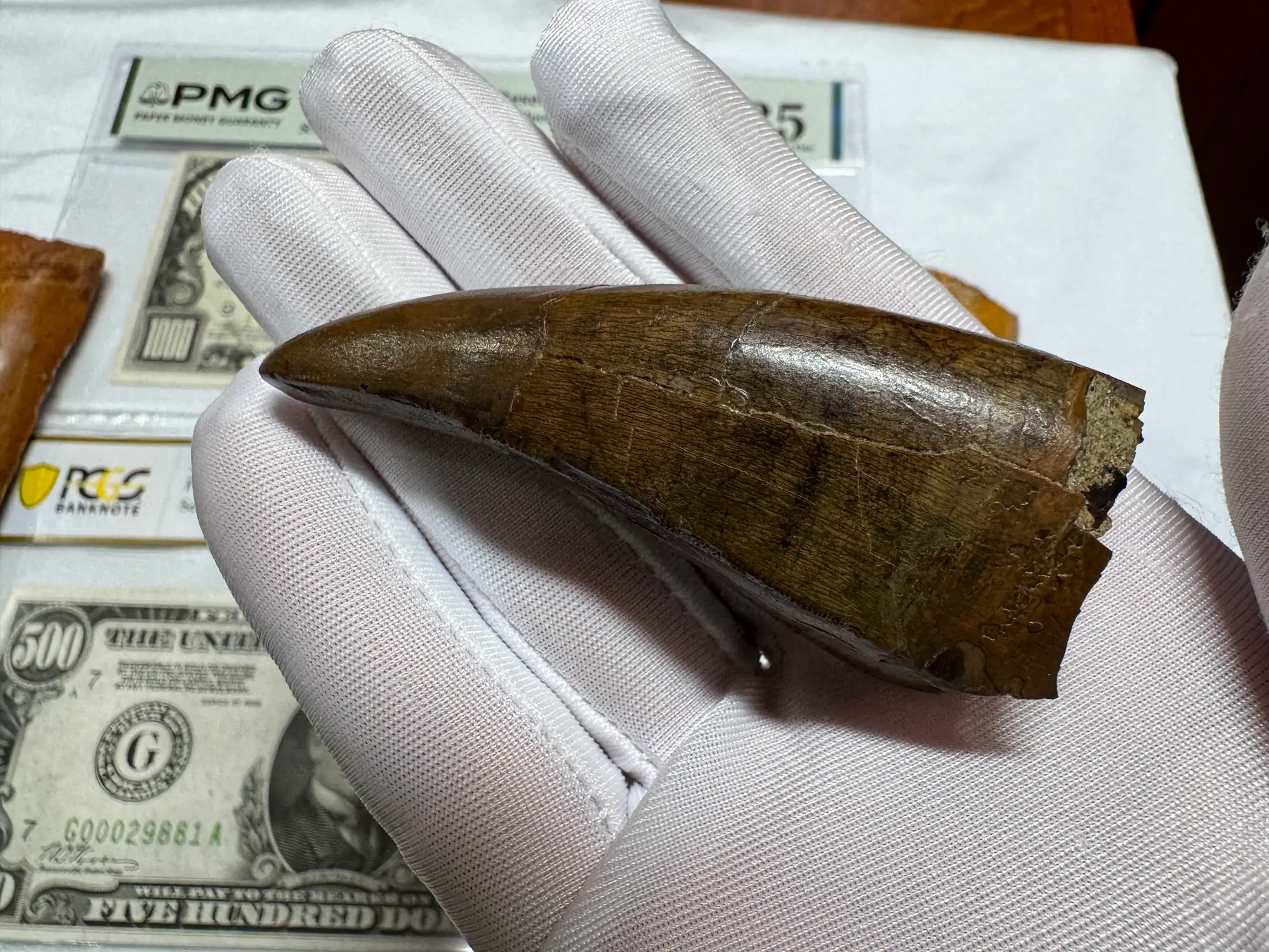 Pete Larson Authentic T-Rex Tooth Tyrannosaurus Rex *Restorations* 23