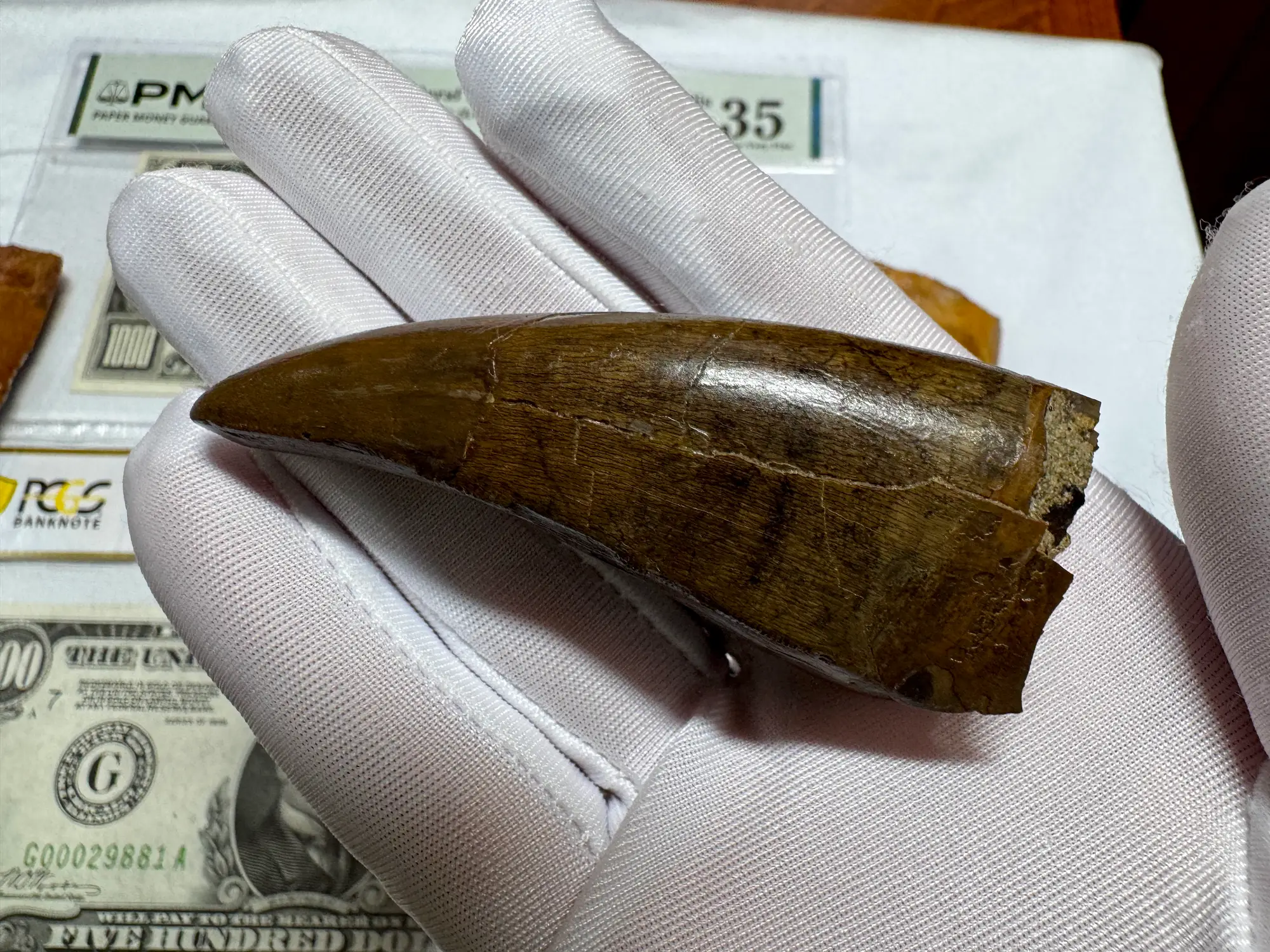 Pete Larson Authentic T-Rex Tooth Tyrannosaurus Rex *Restorations* 24