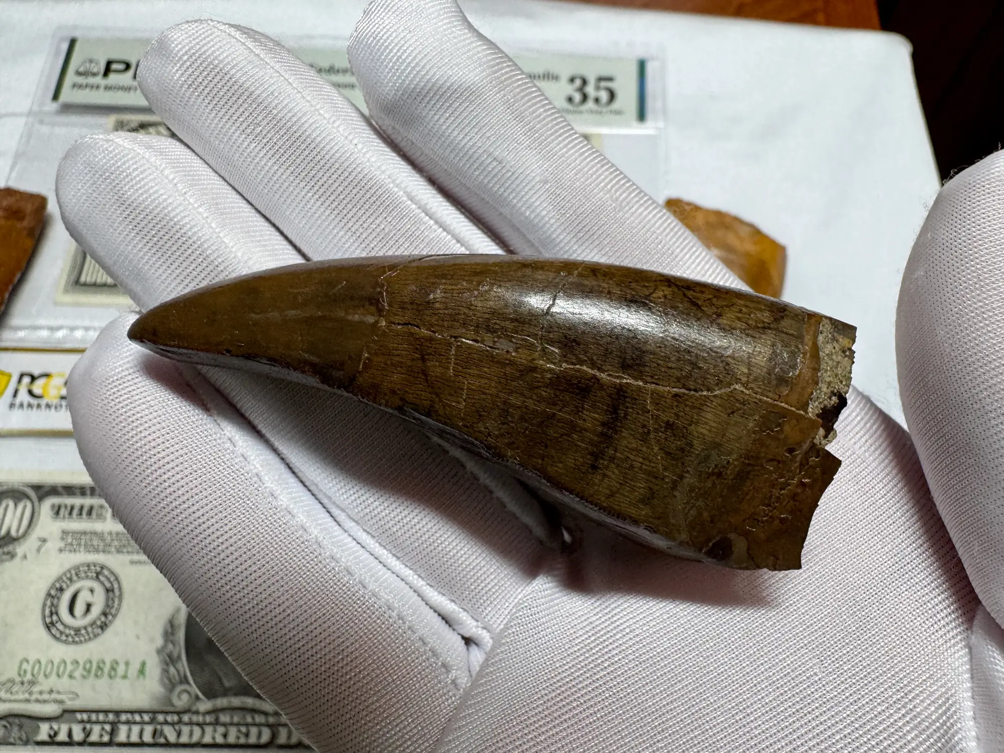 Pete Larson Authentic T-Rex Tooth Tyrannosaurus Rex *Restorations* 4