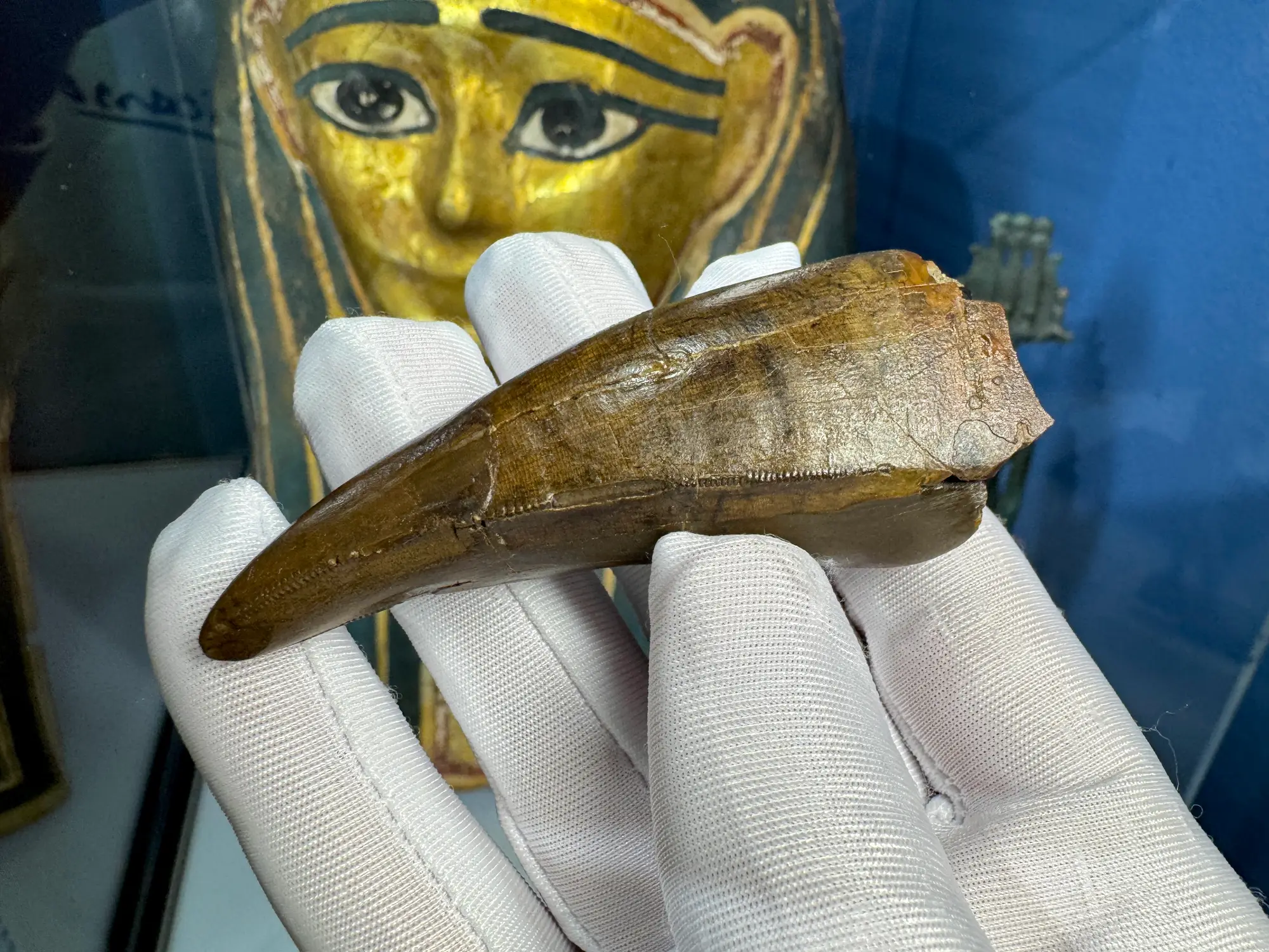 Pete Larson Authentic T-Rex Tooth Tyrannosaurus Rex *Restorations* 25