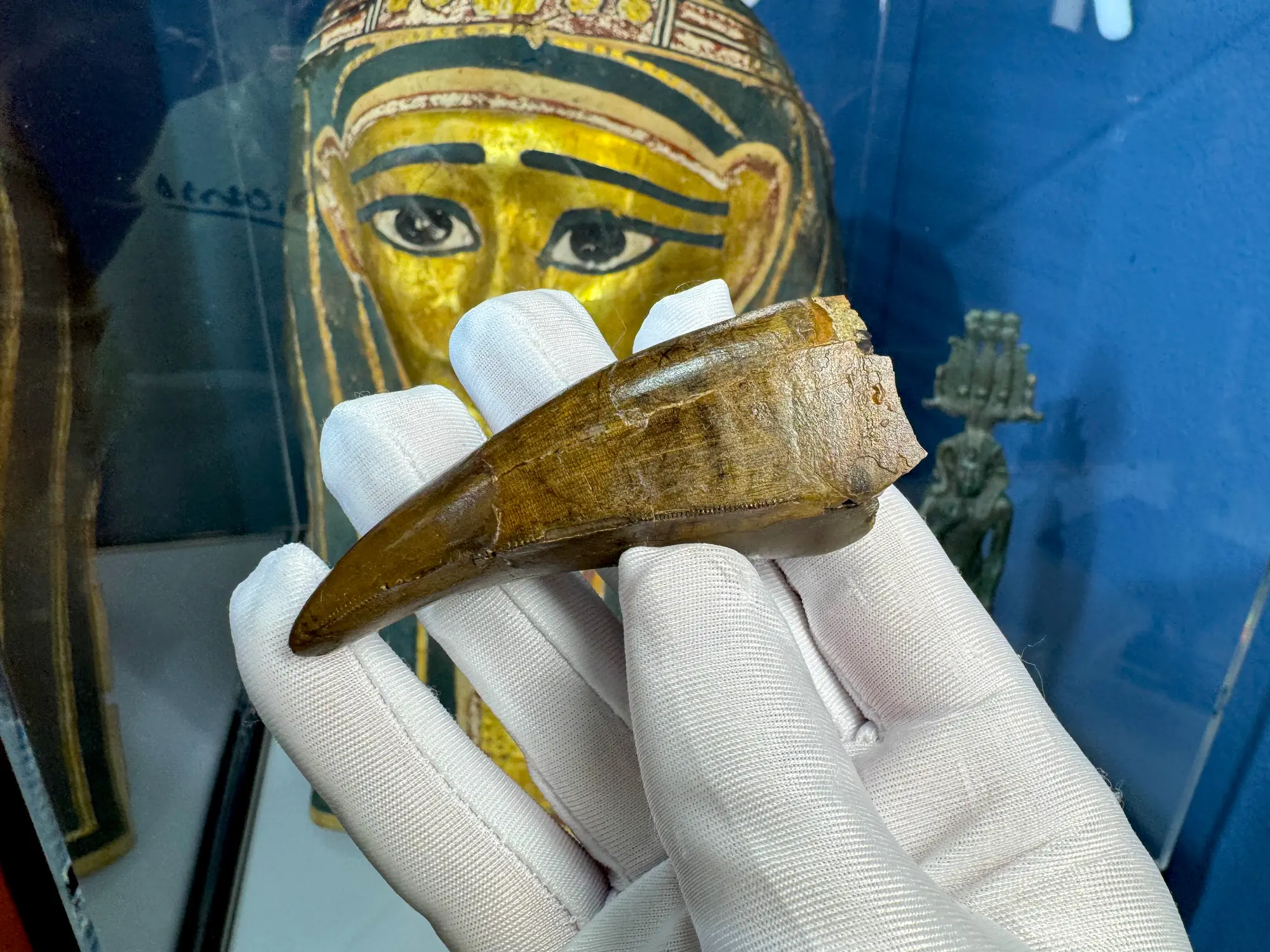 Pete Larson Authentic T-Rex Tooth Tyrannosaurus Rex *Restorations* 26