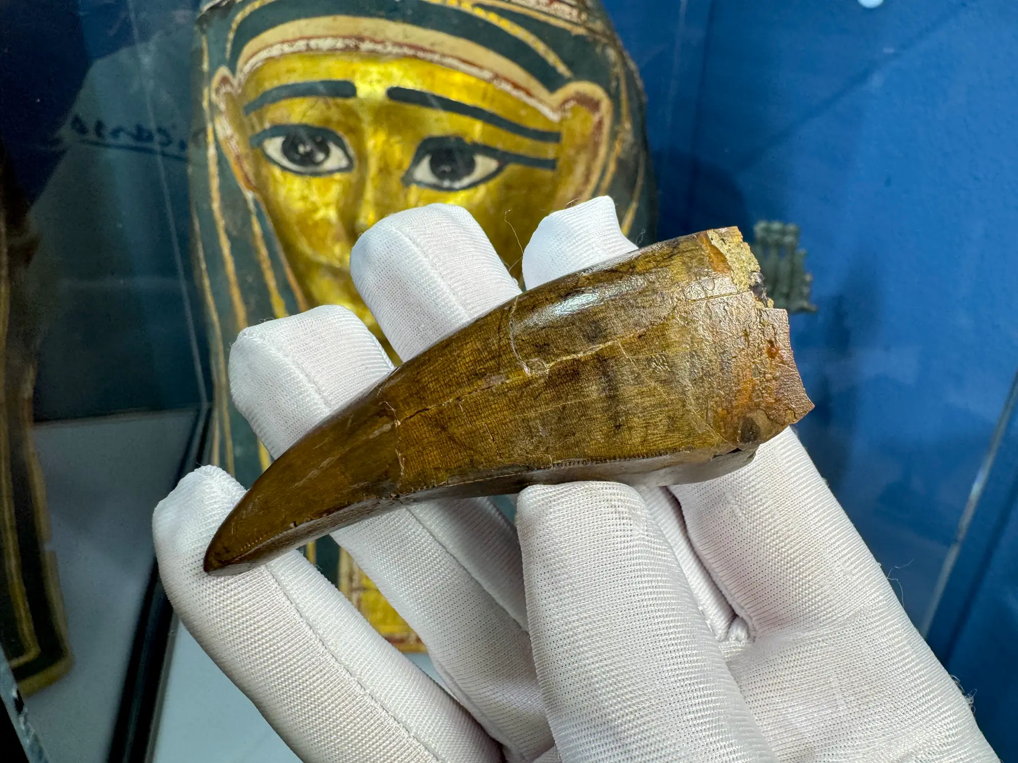 Pete Larson Authentic T-Rex Tooth Tyrannosaurus Rex *Restorations* 3