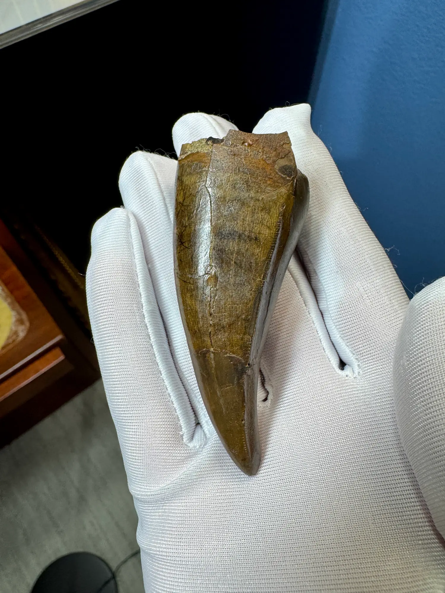 Pete Larson Authentic T-Rex Tooth Tyrannosaurus Rex *Restorations* 27