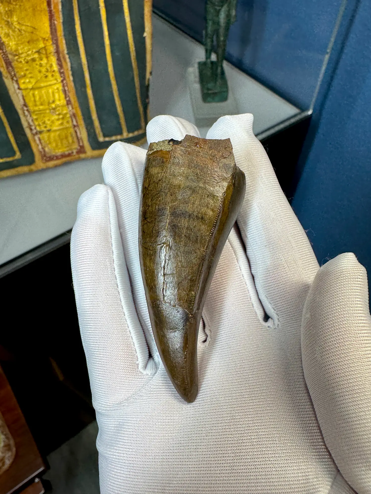 Pete Larson Authentic T-Rex Tooth Tyrannosaurus Rex *Restorations* 28