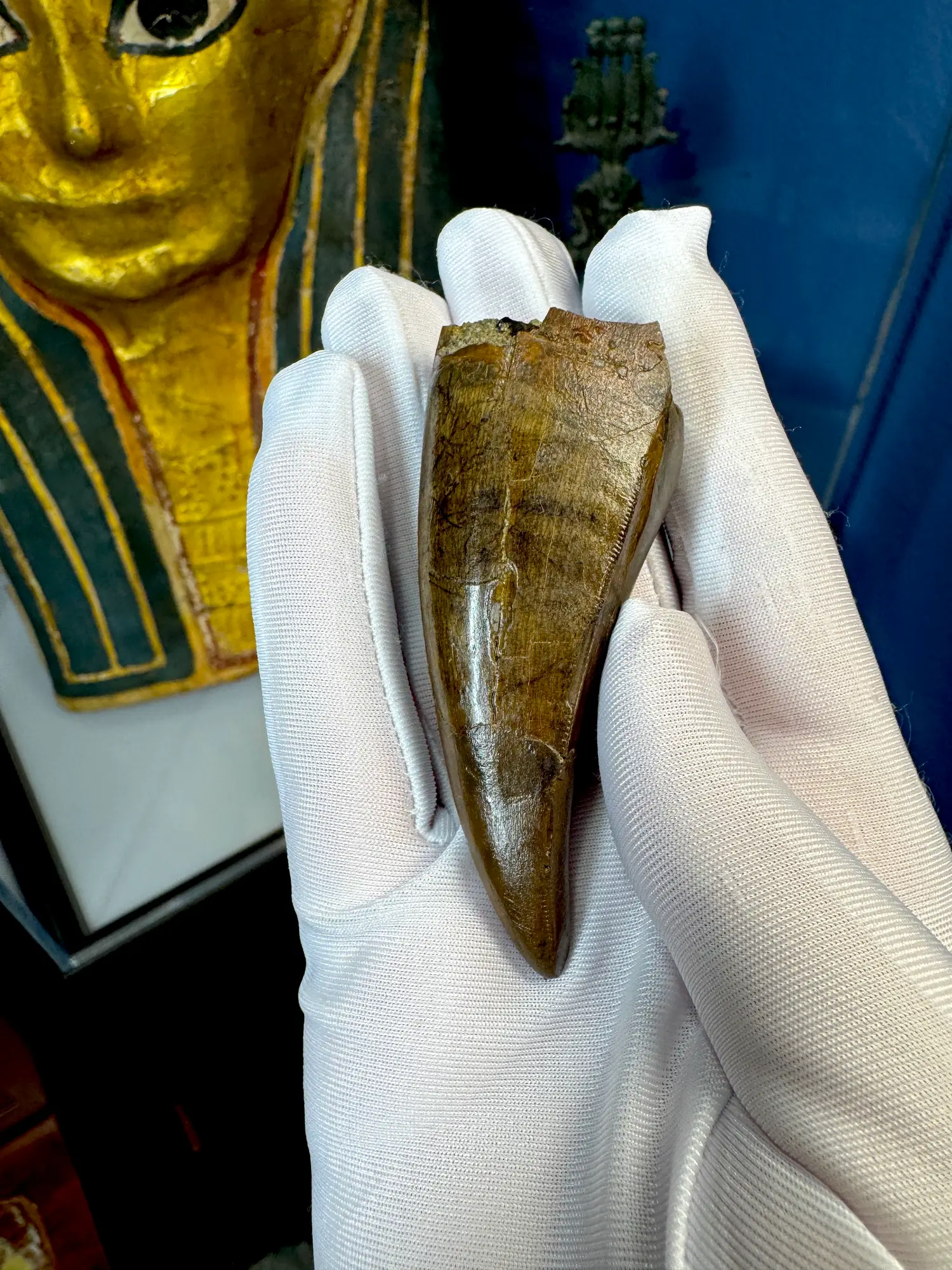 Pete Larson Authentic T-Rex Tooth Tyrannosaurus Rex *Restorations*