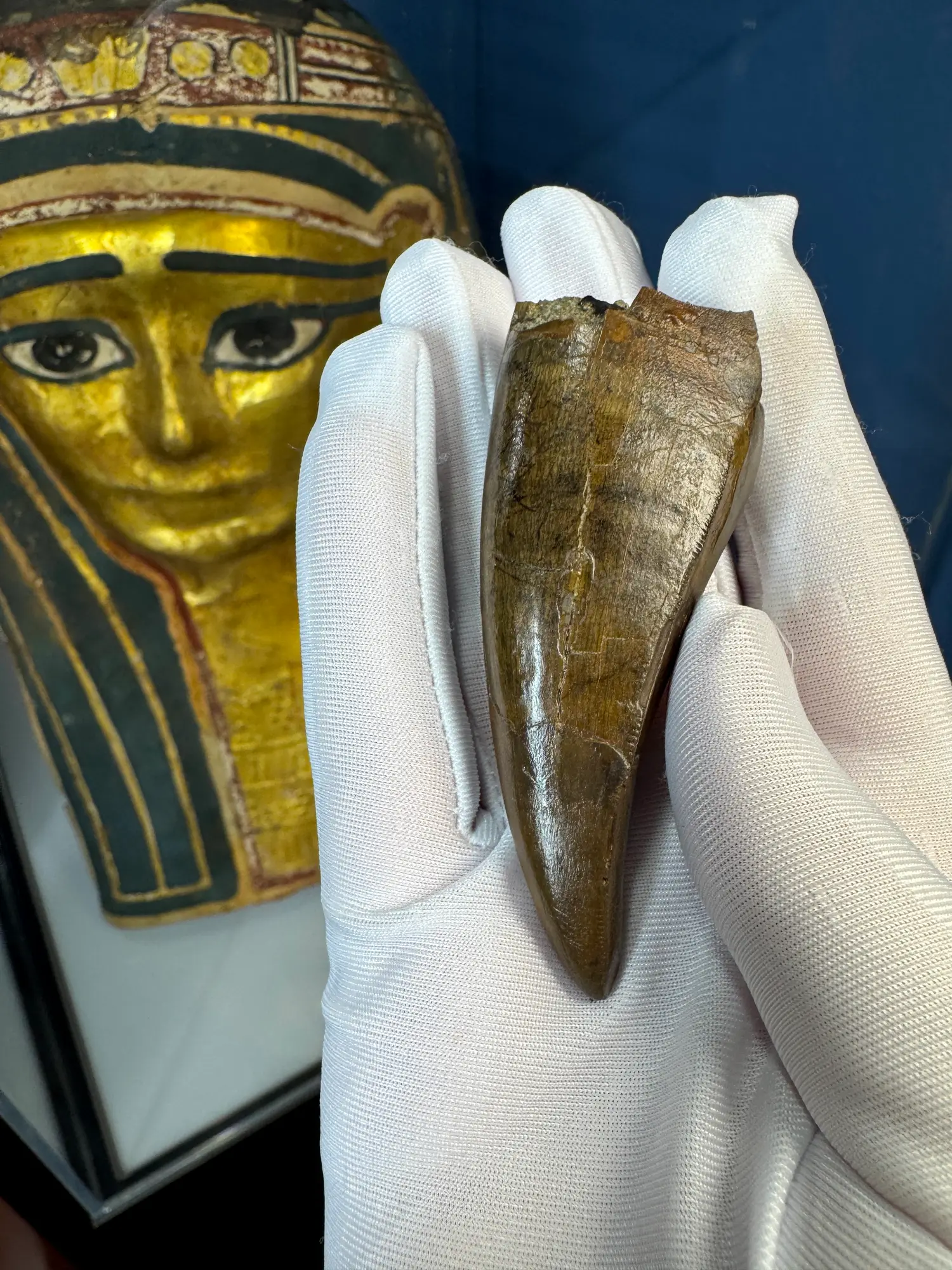 Pete Larson Authentic T-Rex Tooth Tyrannosaurus Rex *Restorations* 29