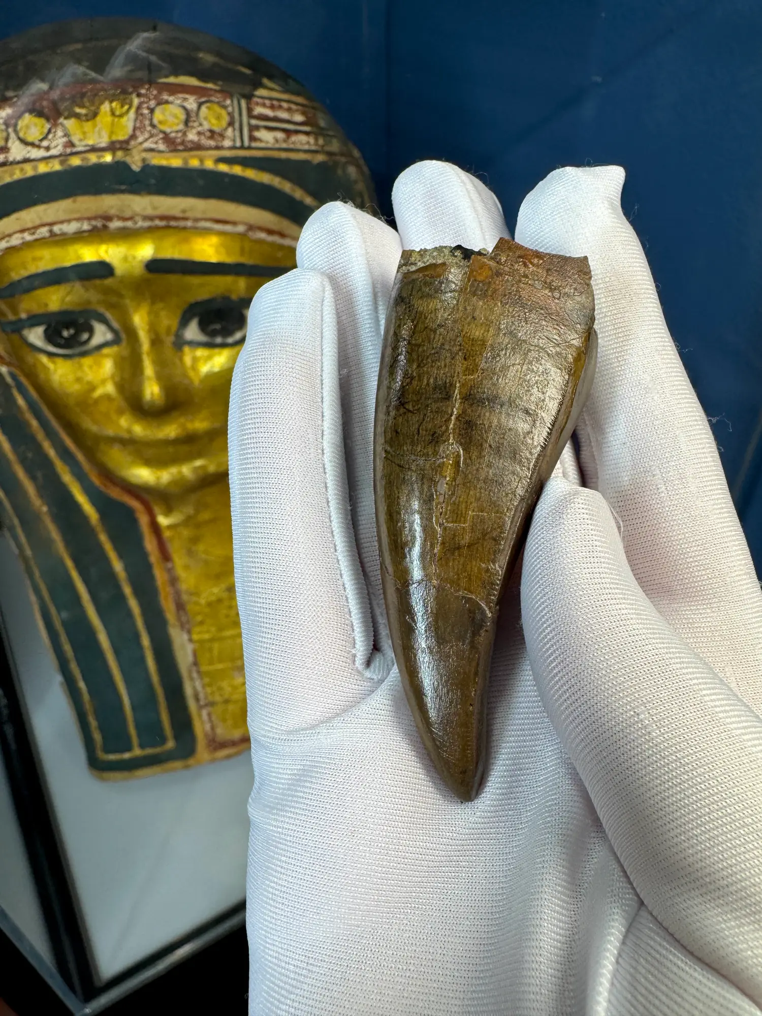 Pete Larson Authentic T-Rex Tooth Tyrannosaurus Rex *Restorations* 2