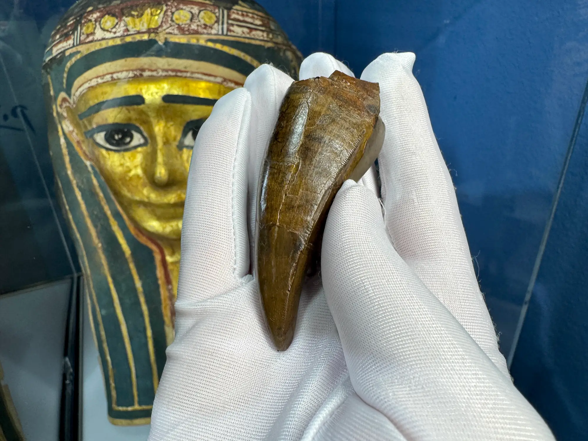 Pete Larson Authentic T-Rex Tooth Tyrannosaurus Rex *Restorations* 30