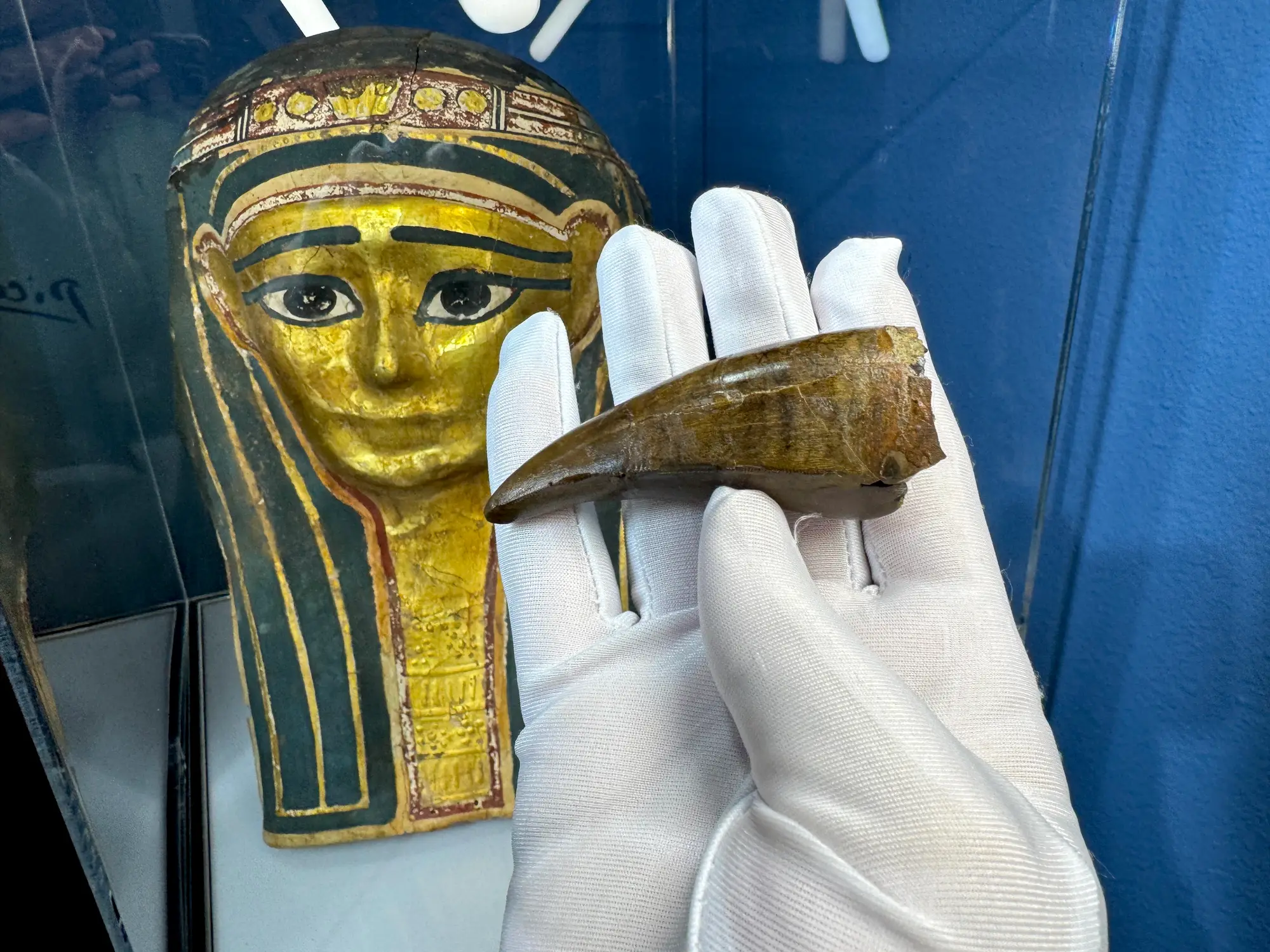 Pete Larson Authentic T-Rex Tooth Tyrannosaurus Rex *Restorations* 31