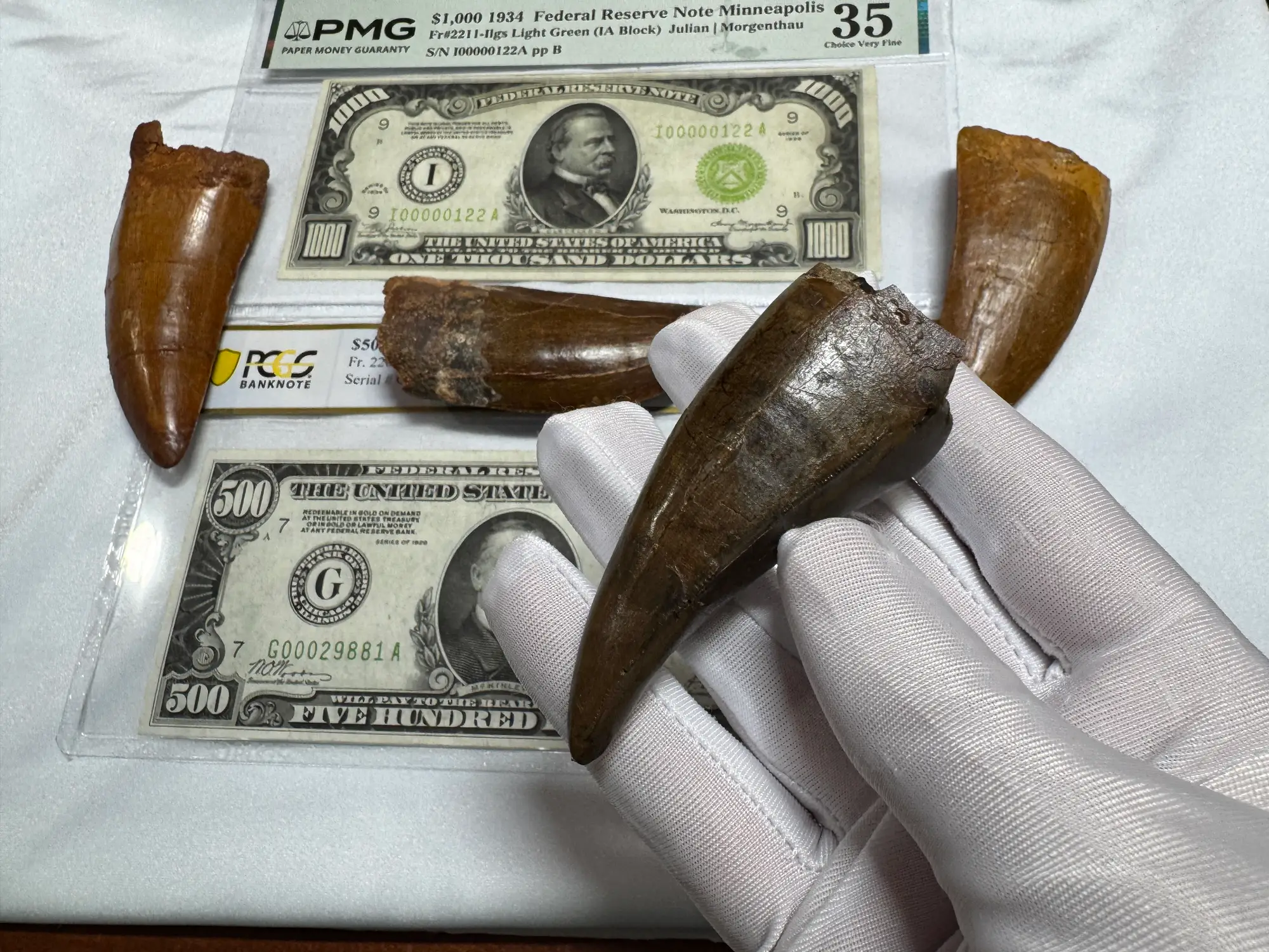 Pete Larson Authentic T-Rex Tooth Tyrannosaurus Rex *Restorations* 33