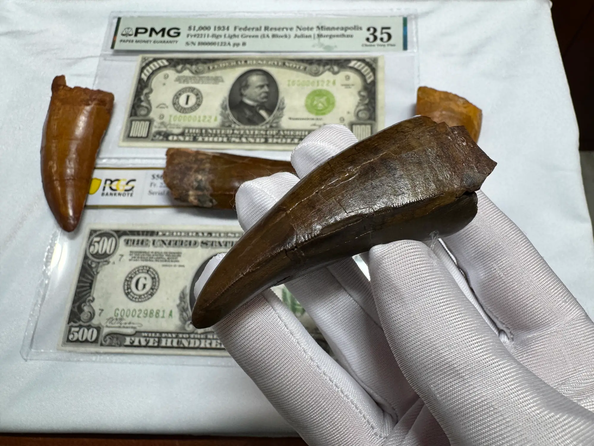 Pete Larson Authentic T-Rex Tooth Tyrannosaurus Rex *Restorations* 34