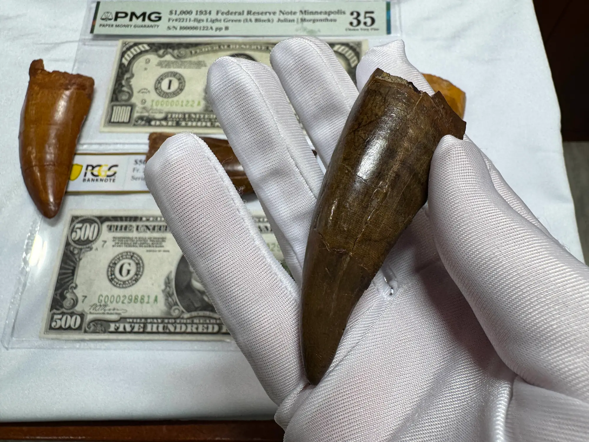 Pete Larson Authentic T-Rex Tooth Tyrannosaurus Rex *Restorations* 35