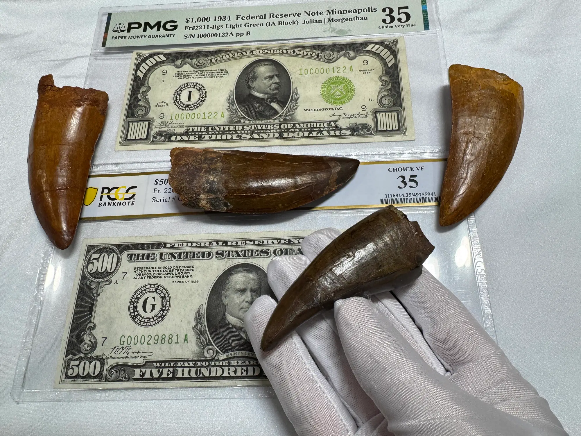 Pete Larson Authentic T-Rex Tooth Tyrannosaurus Rex *Restorations* 36