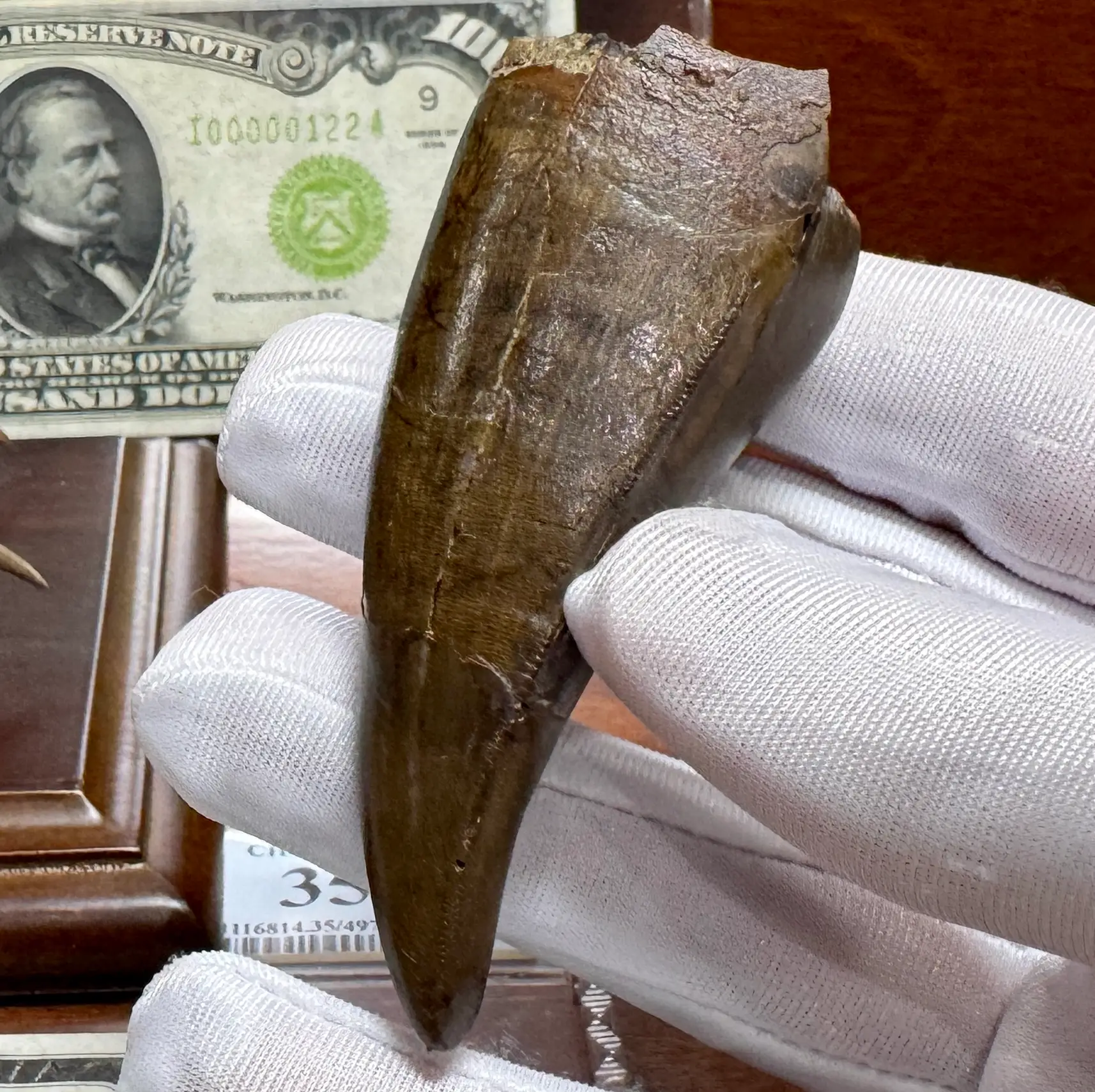 Pete Larson Authentic T-Rex Tooth Tyrannosaurus Rex *Restorations* 37