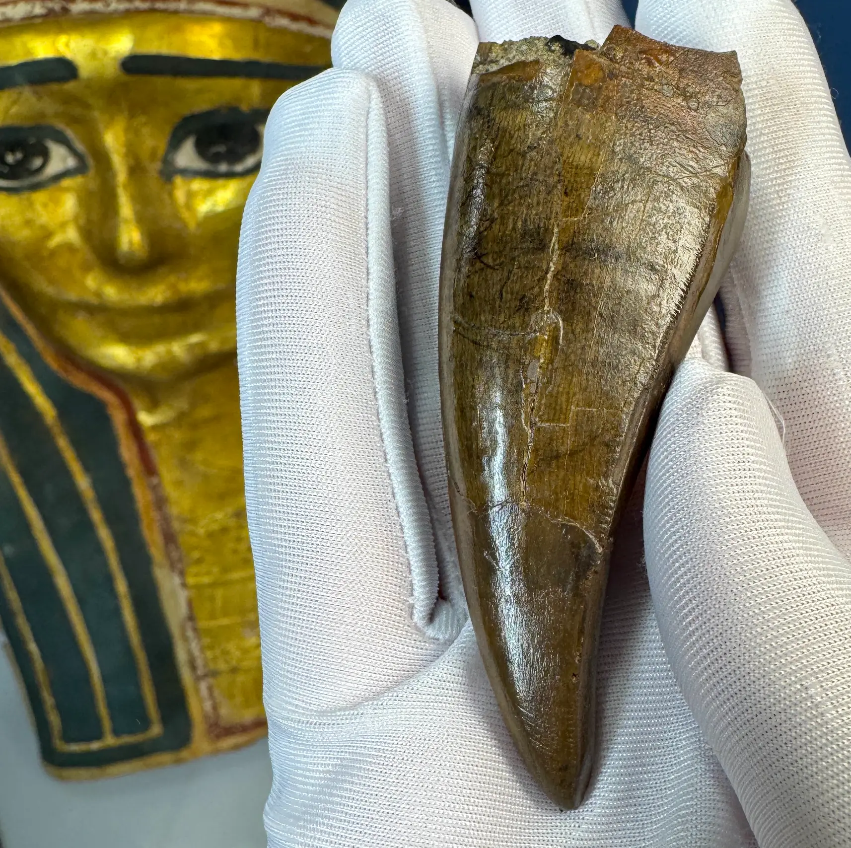 Pete Larson Authentic T-Rex Tooth Tyrannosaurus Rex *Restorations* 38