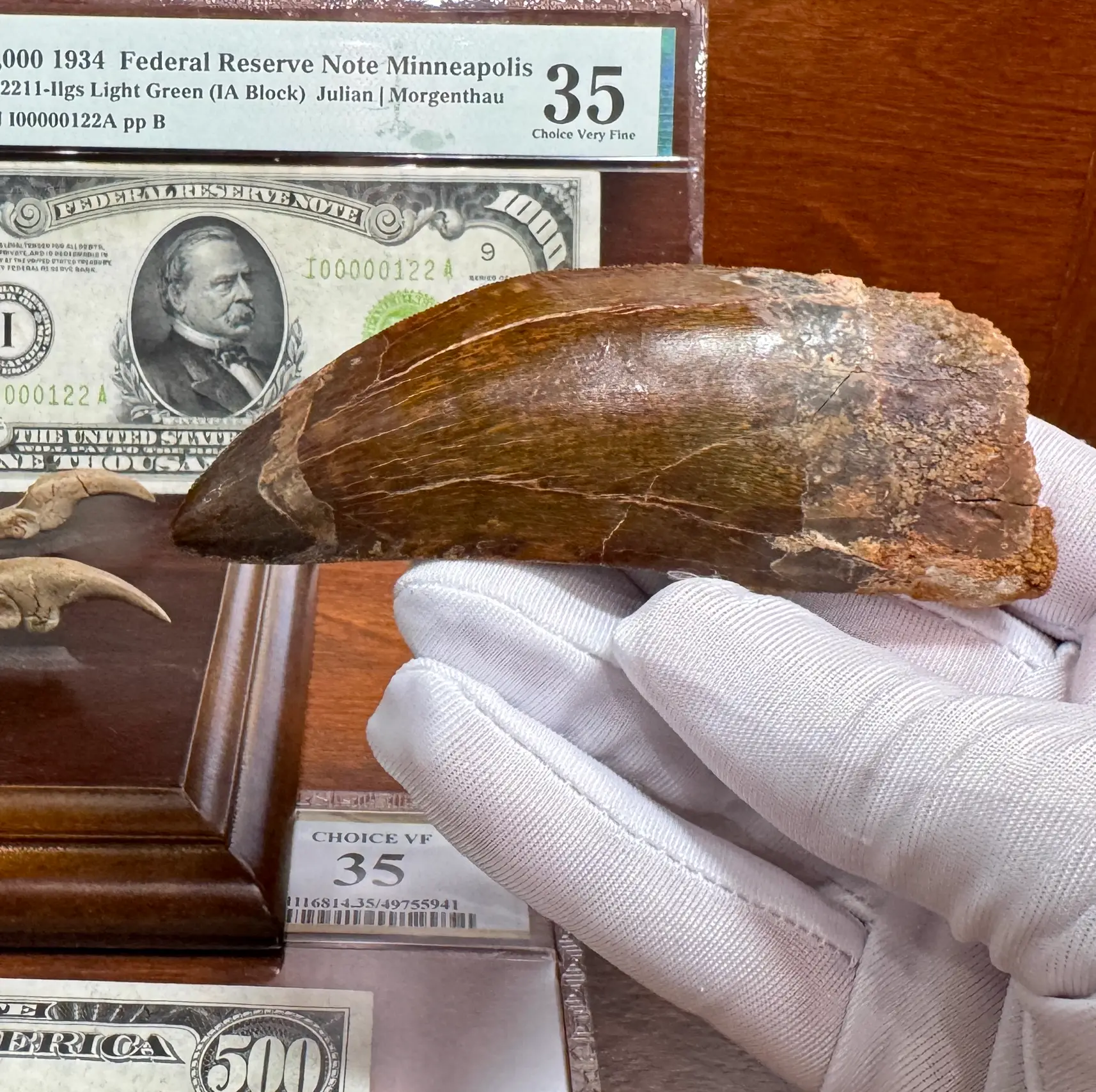 African T-Rex Carcharodontosaurus Good Serrations