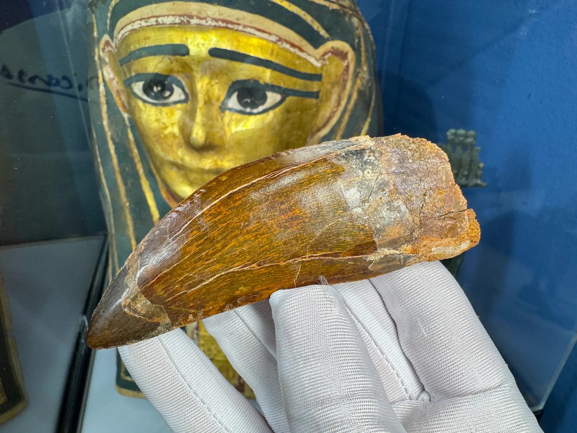 African T-Rex Carcharodontosaurus Good Serrations 4