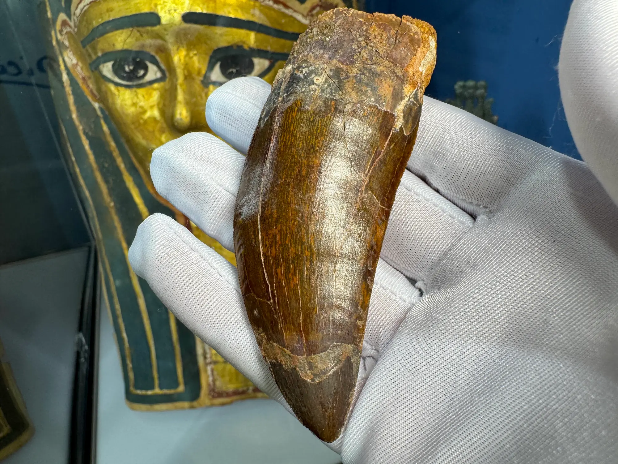 African T-Rex Carcharodontosaurus Good Serrations 3