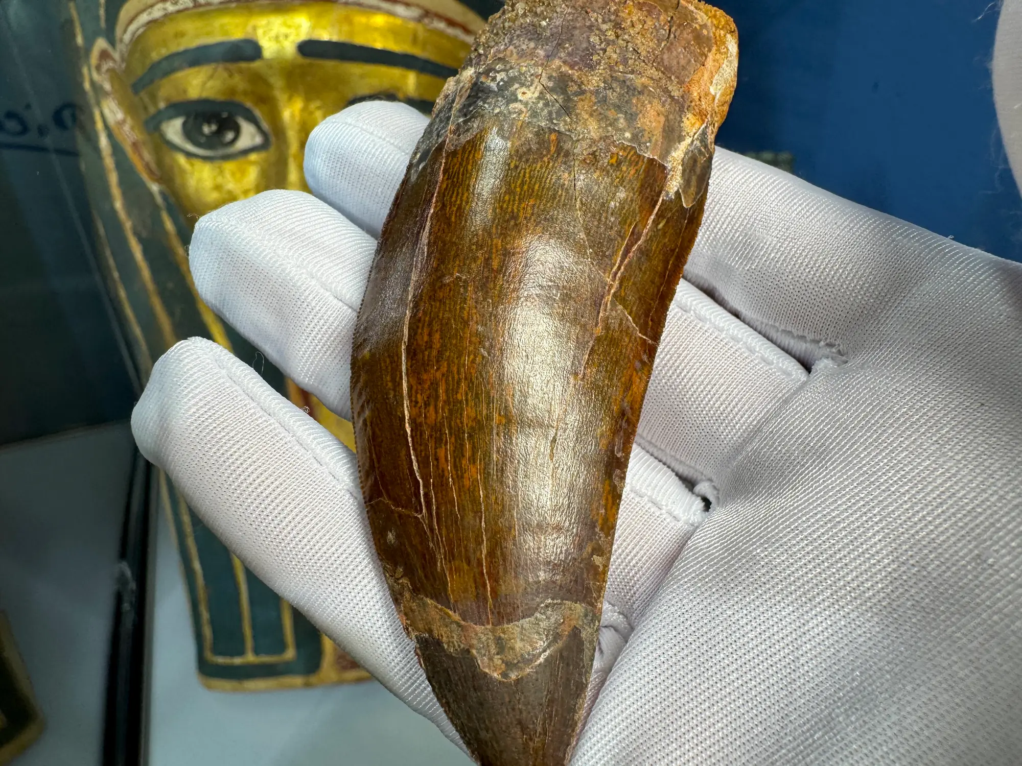 African T-Rex Carcharodontosaurus Good Serrations 2