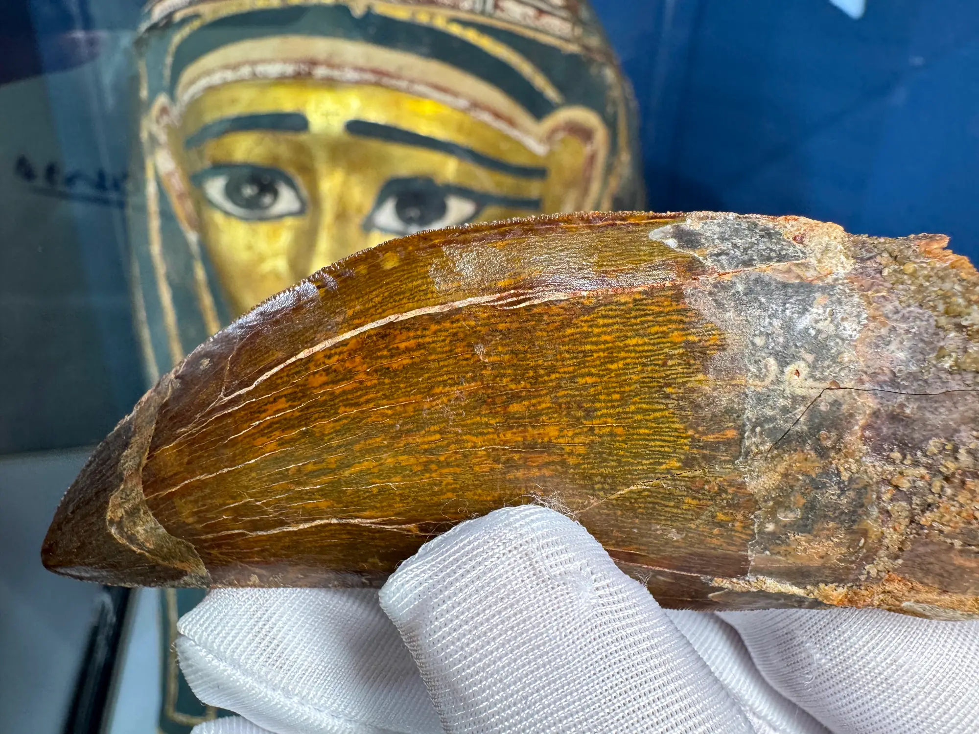 African T-Rex Carcharodontosaurus Good Serrations 9