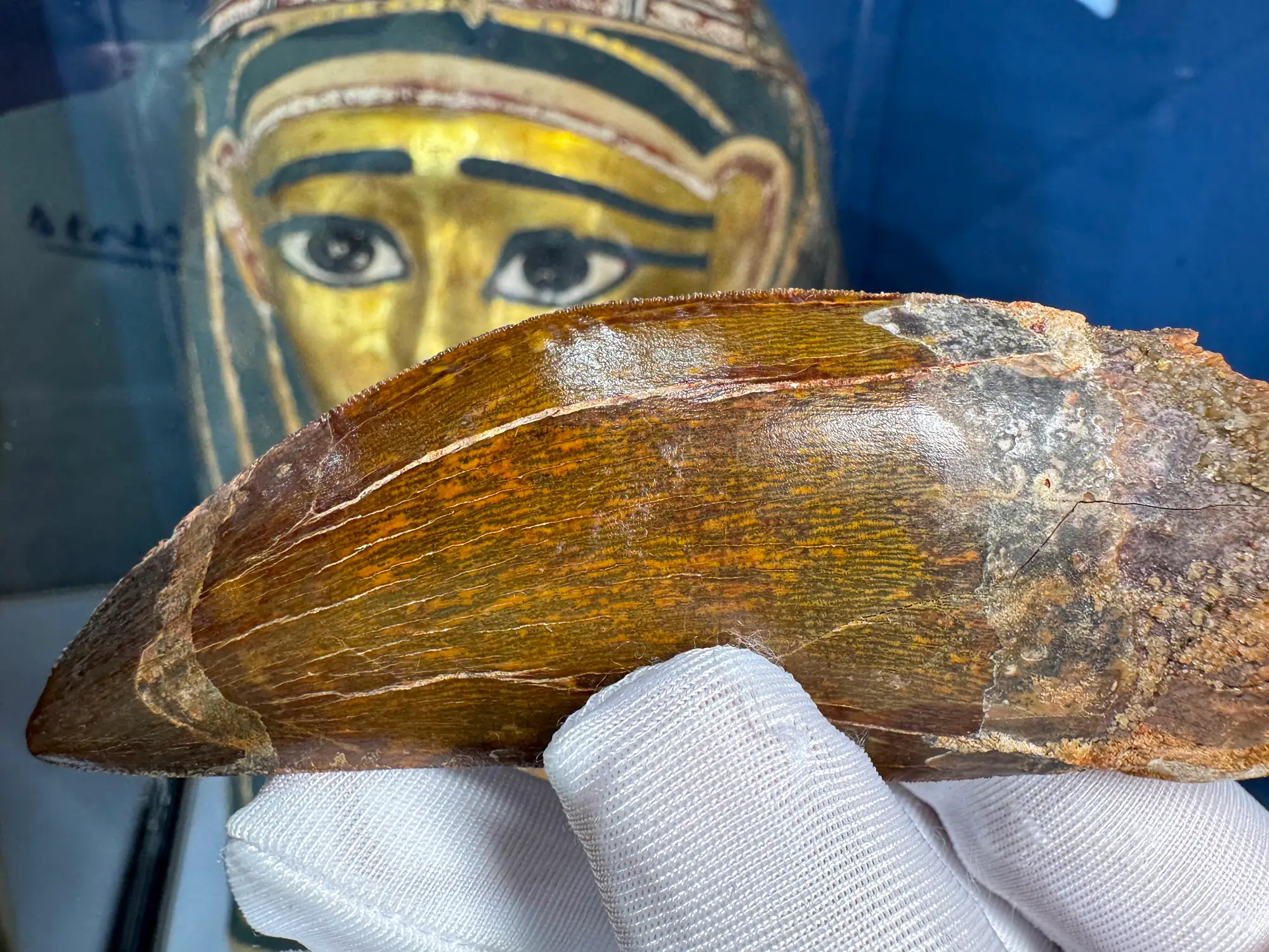 African T-Rex Carcharodontosaurus Good Serrations 10