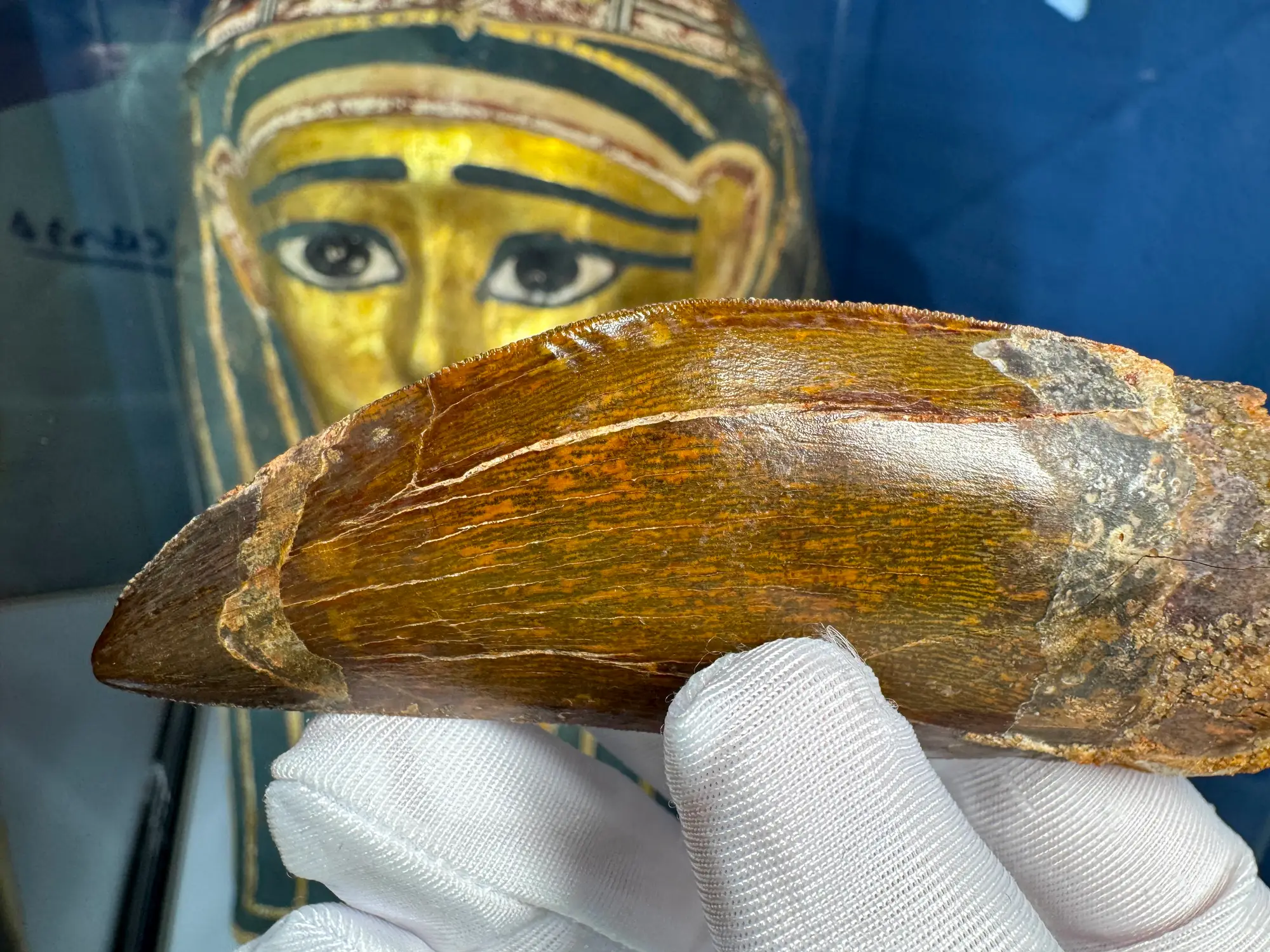 African T-Rex Carcharodontosaurus Good Serrations 11