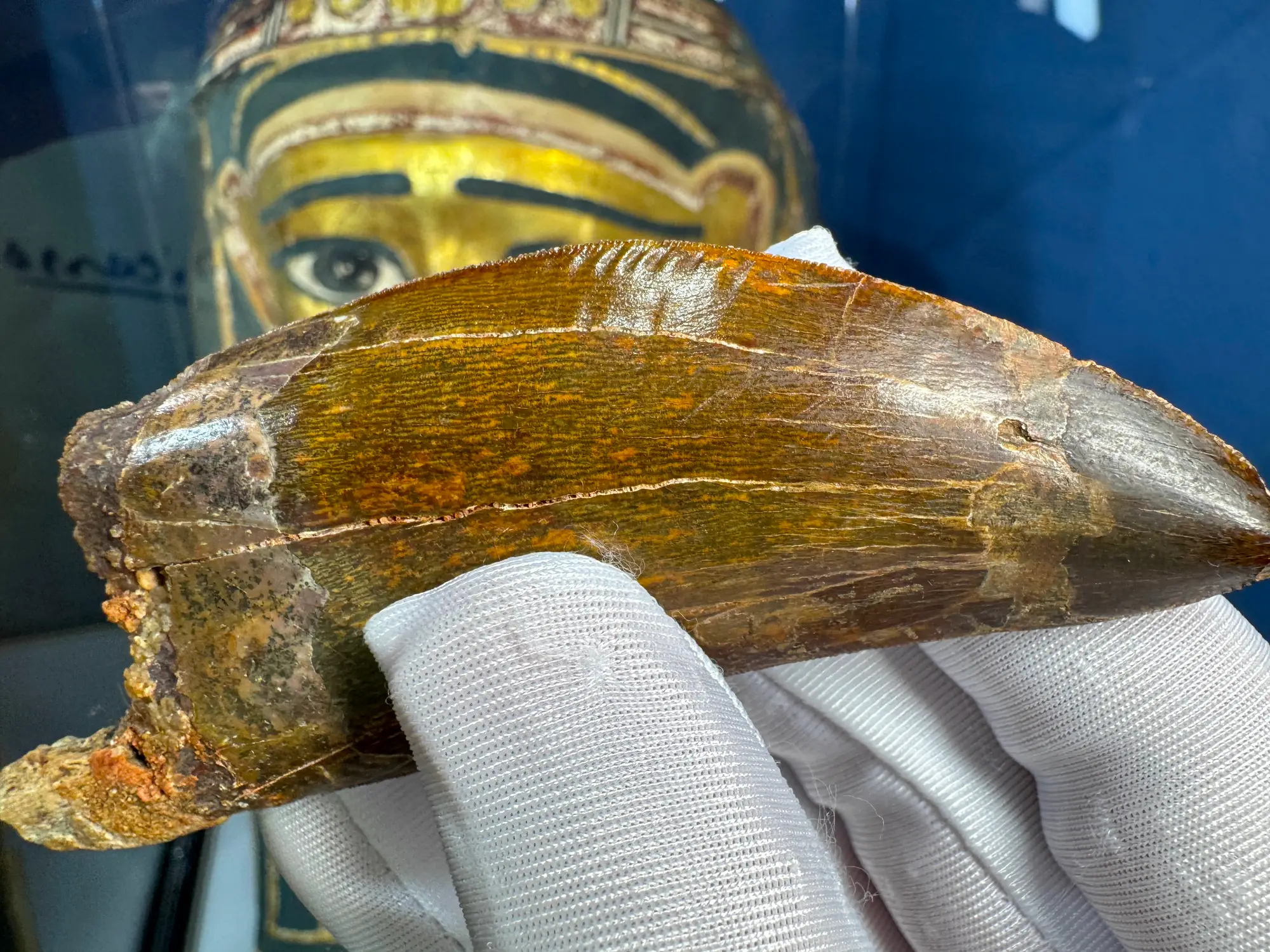 African T-Rex Carcharodontosaurus Good Serrations 12