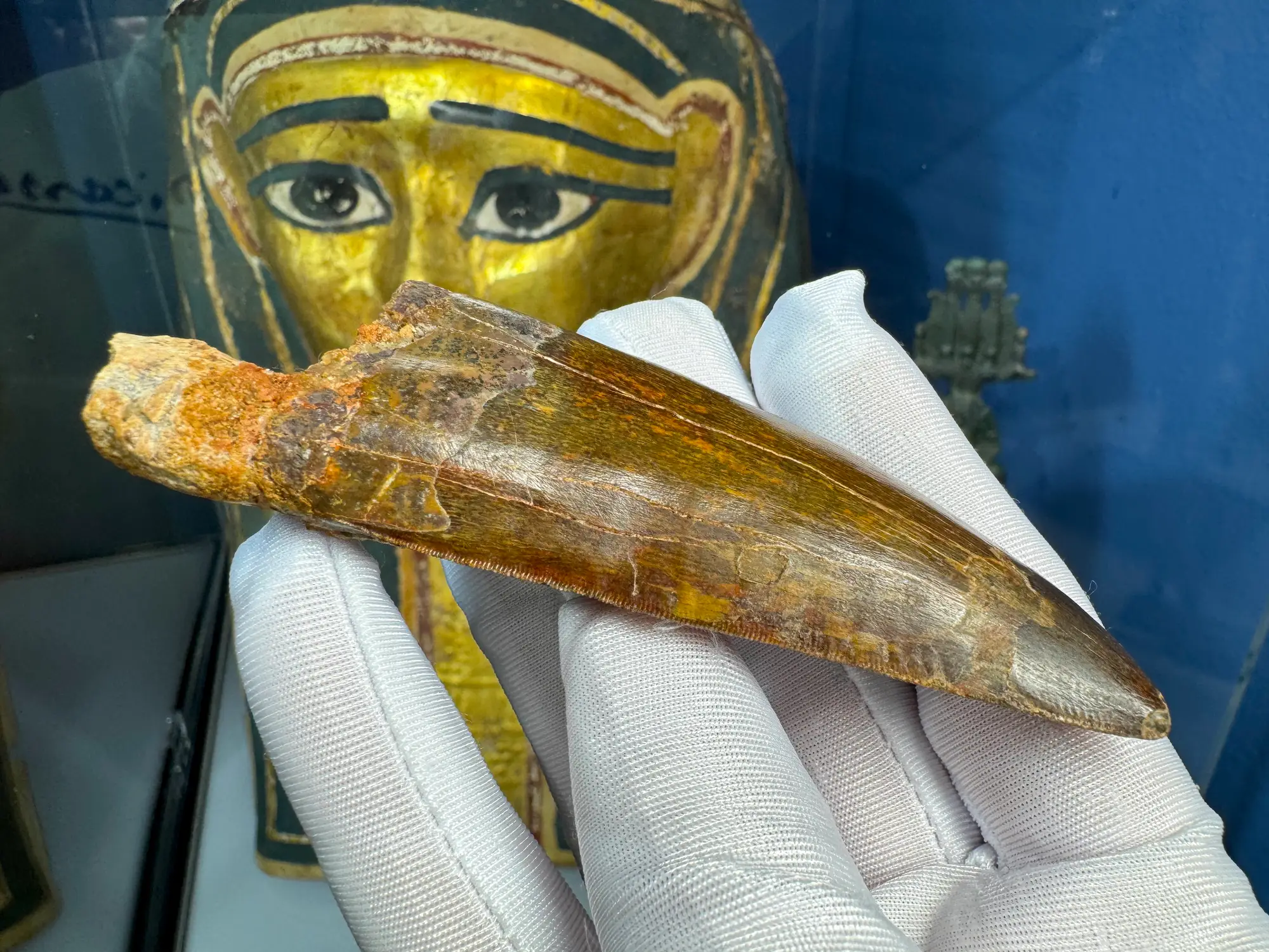 African T-Rex Carcharodontosaurus Good Serrations 13